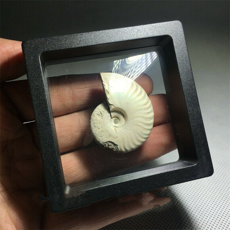 Natural Ammonite Fossil Shell Conch Specimen Crystal Healing Display Box 1pc