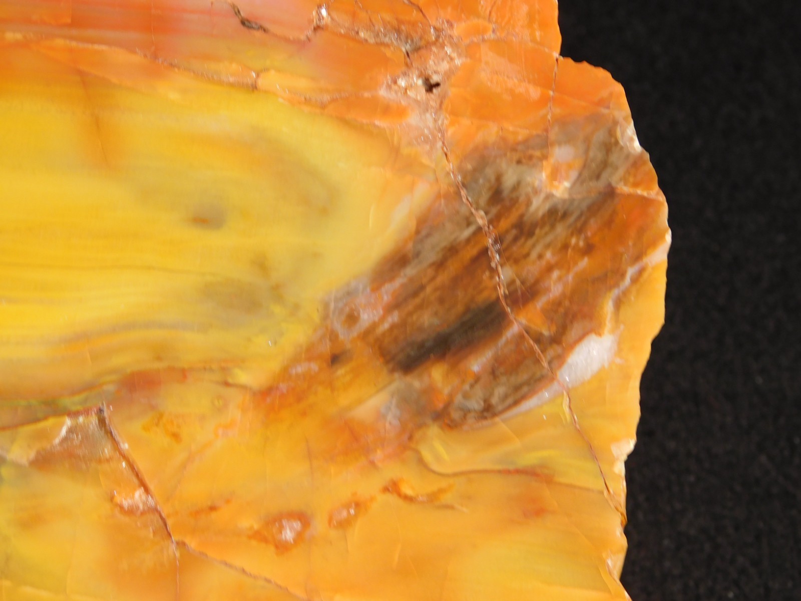 Nice BARK! Big Polished Petrified RAINBOW WOOD Fossil Arizona 2595gr