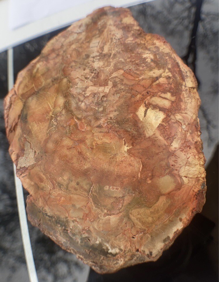 Petrified Wood Slab 308 Gram/both Sides Polished,Bark Ring On/Beautiful Specimen