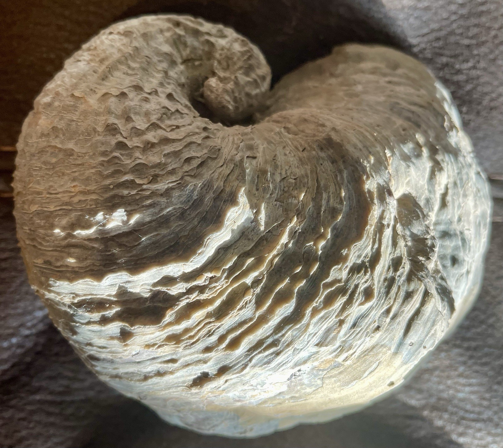 Giant Fossilized Oyster 1/2 Of The Shell 5” 3/16 L x 5” 15/16 L x 2 15/16 W
