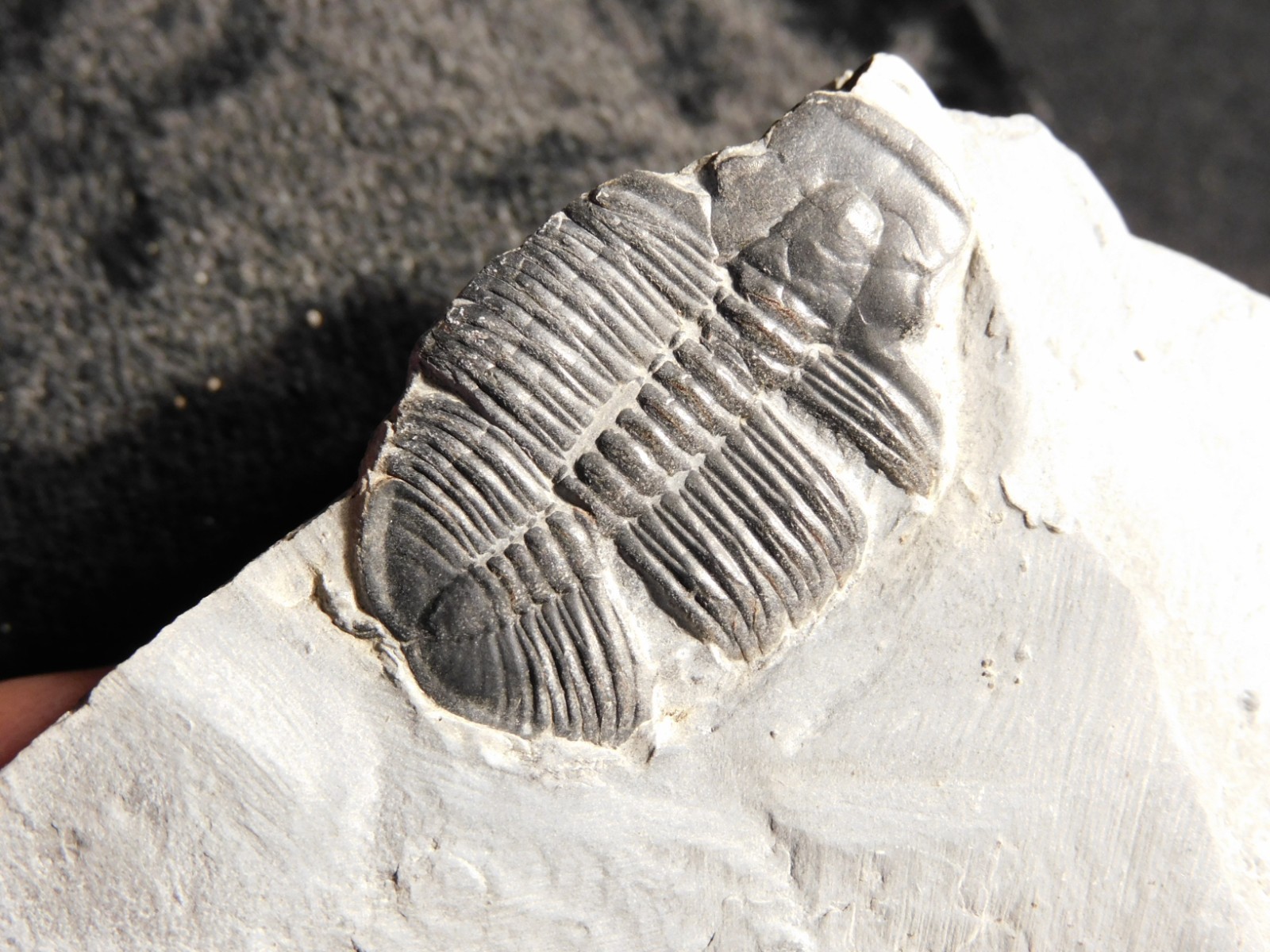 TRILOBITE Fossil with an Anomalocaris BITE! From Cambrian Utah 147 *C