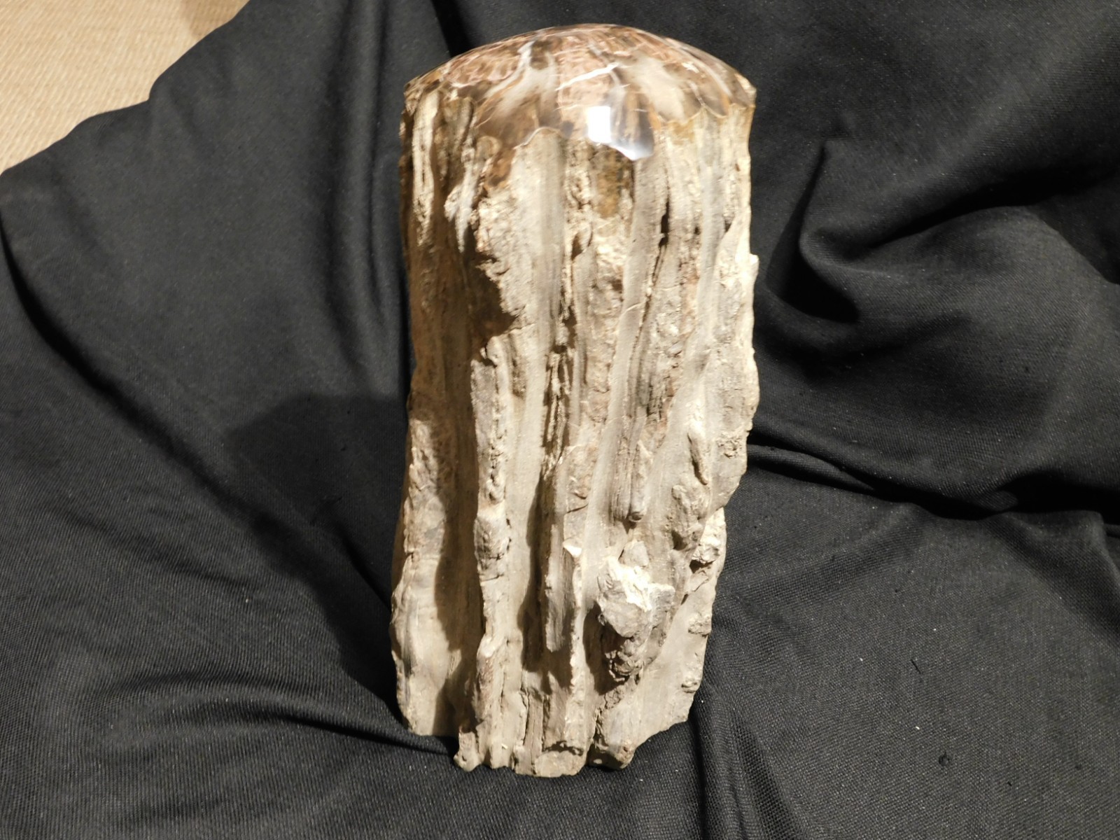 wOw! HUGE Dome Polished Petrified WOOD ROLLER Fossil Free Standing Arizona