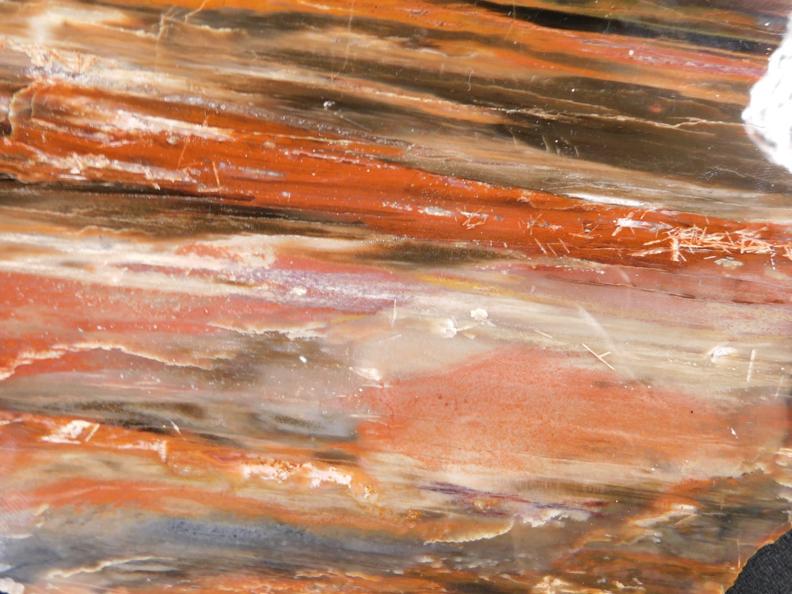 Big! 210 MILLION Year Old! Polished Petrified RAINBOW WOOD Fossil Arizona 1960gr