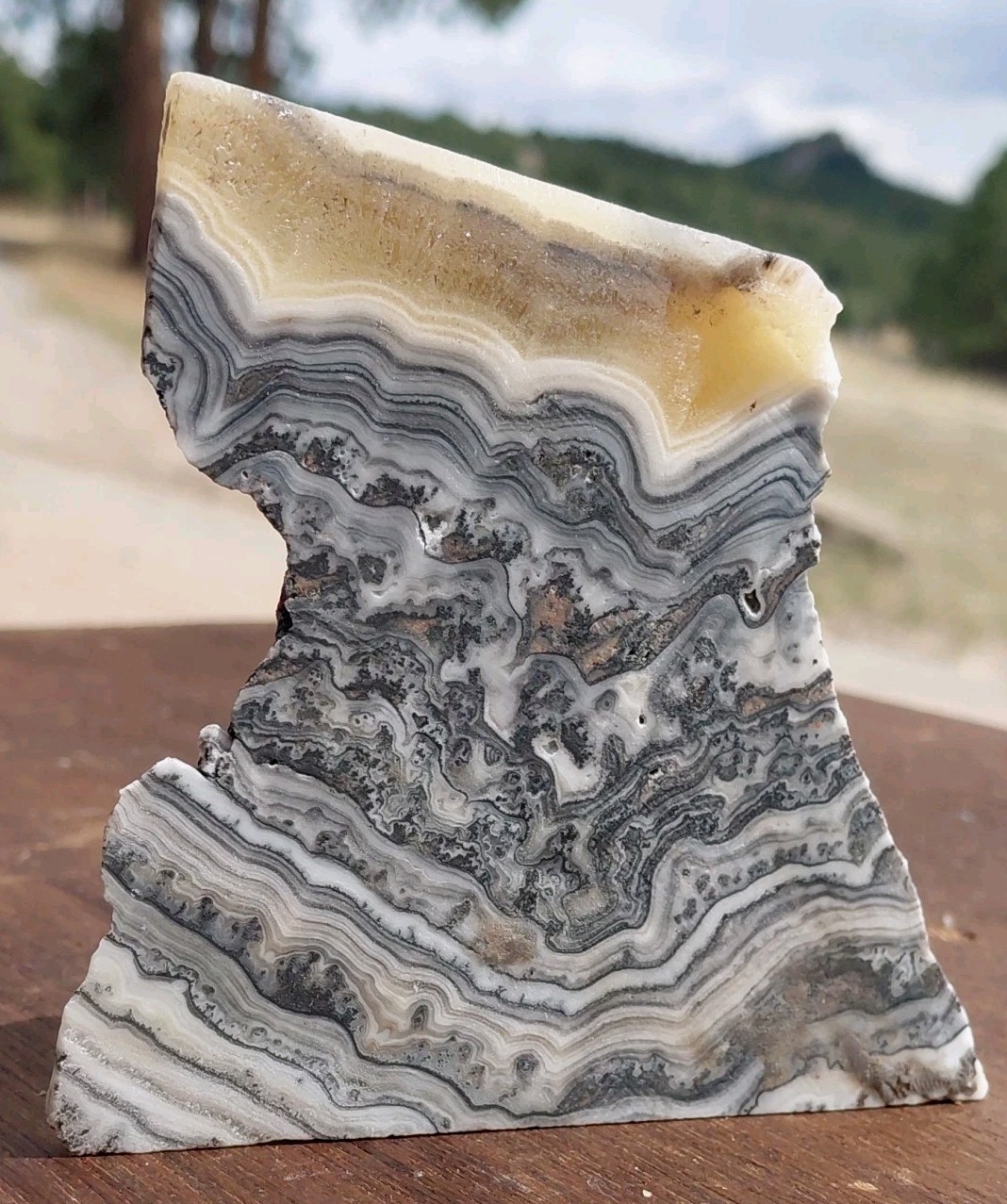 Zebra Calcite Self-Standing Display Band Dendrite 3 3/4×4×1 1/4UVReactive 1/2 Lb