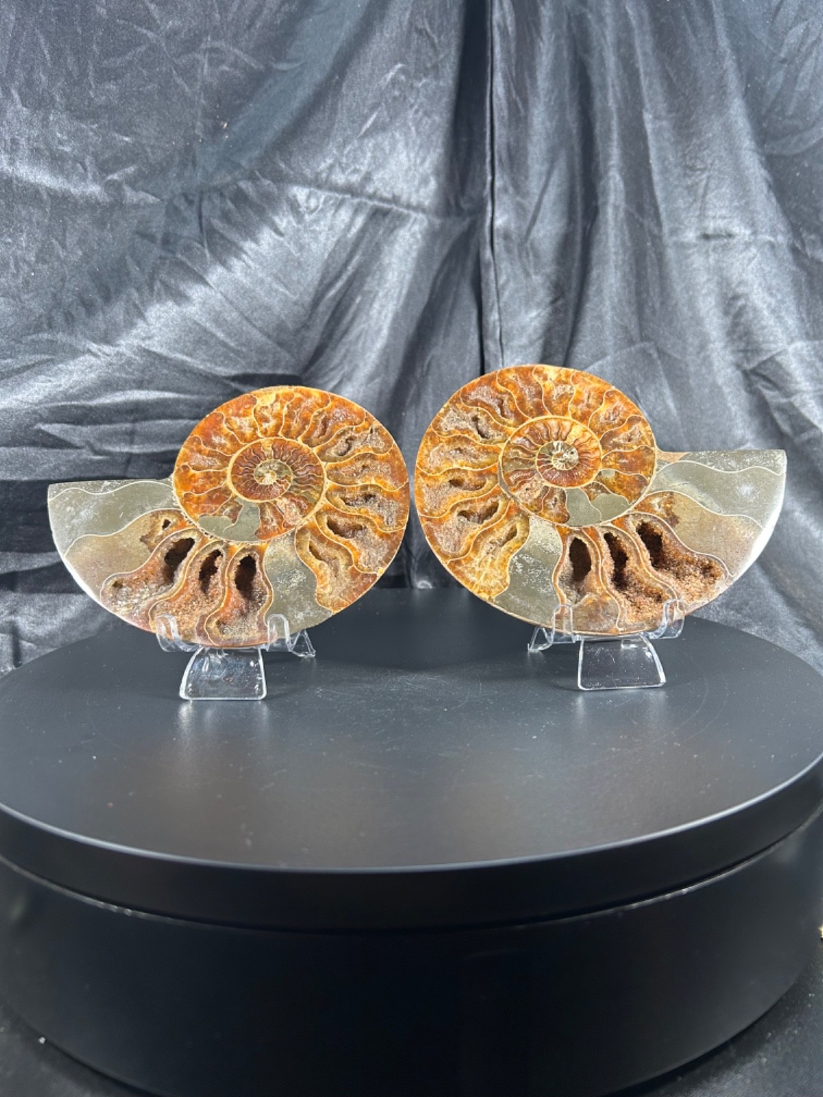 5.44″ Bookend Sliced Ammonite With Acrylic Stands 1lb 1.3 oz (190 grams)