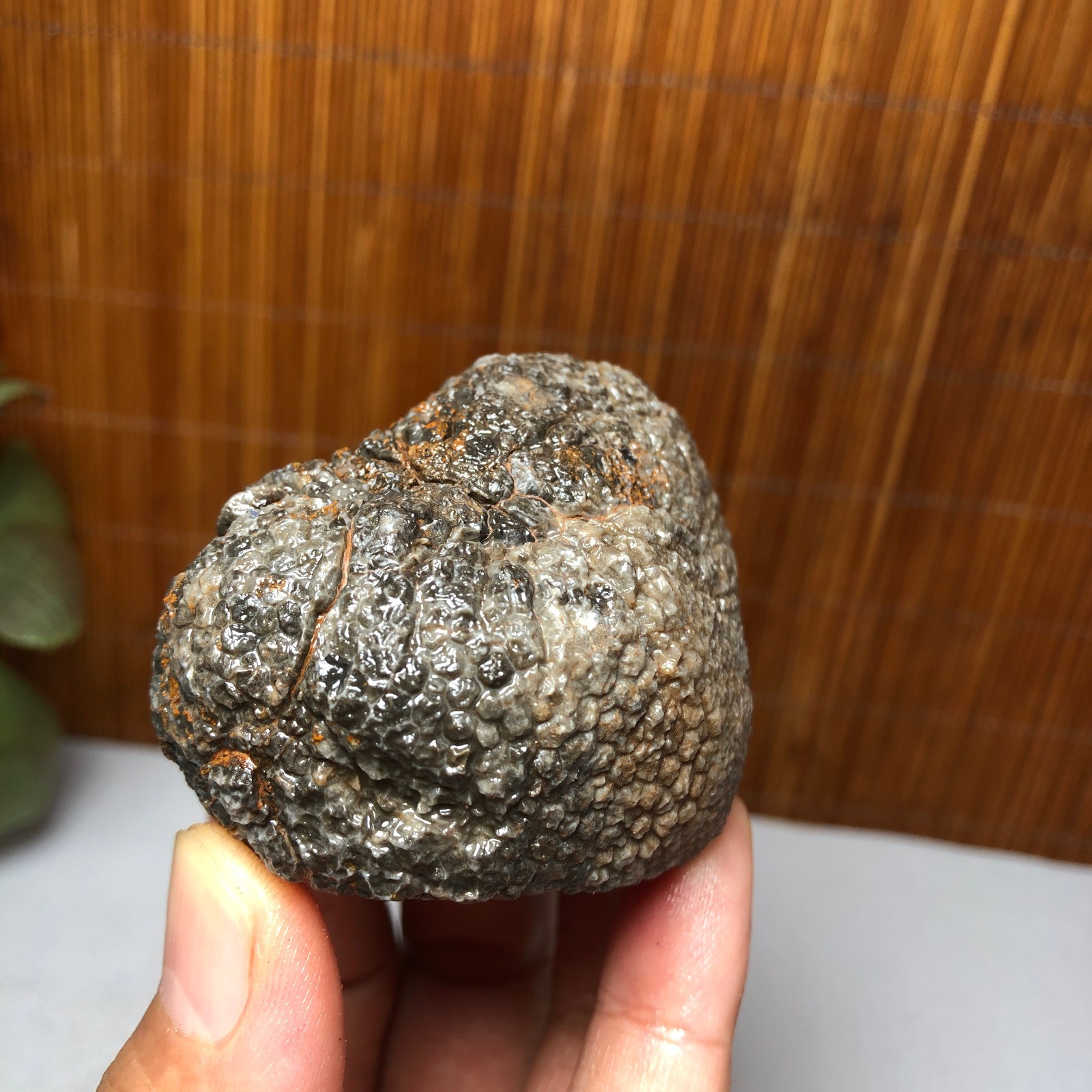 56mm Rare Rugose Coral Slab original Actinocyathus Morocco 133g A9418