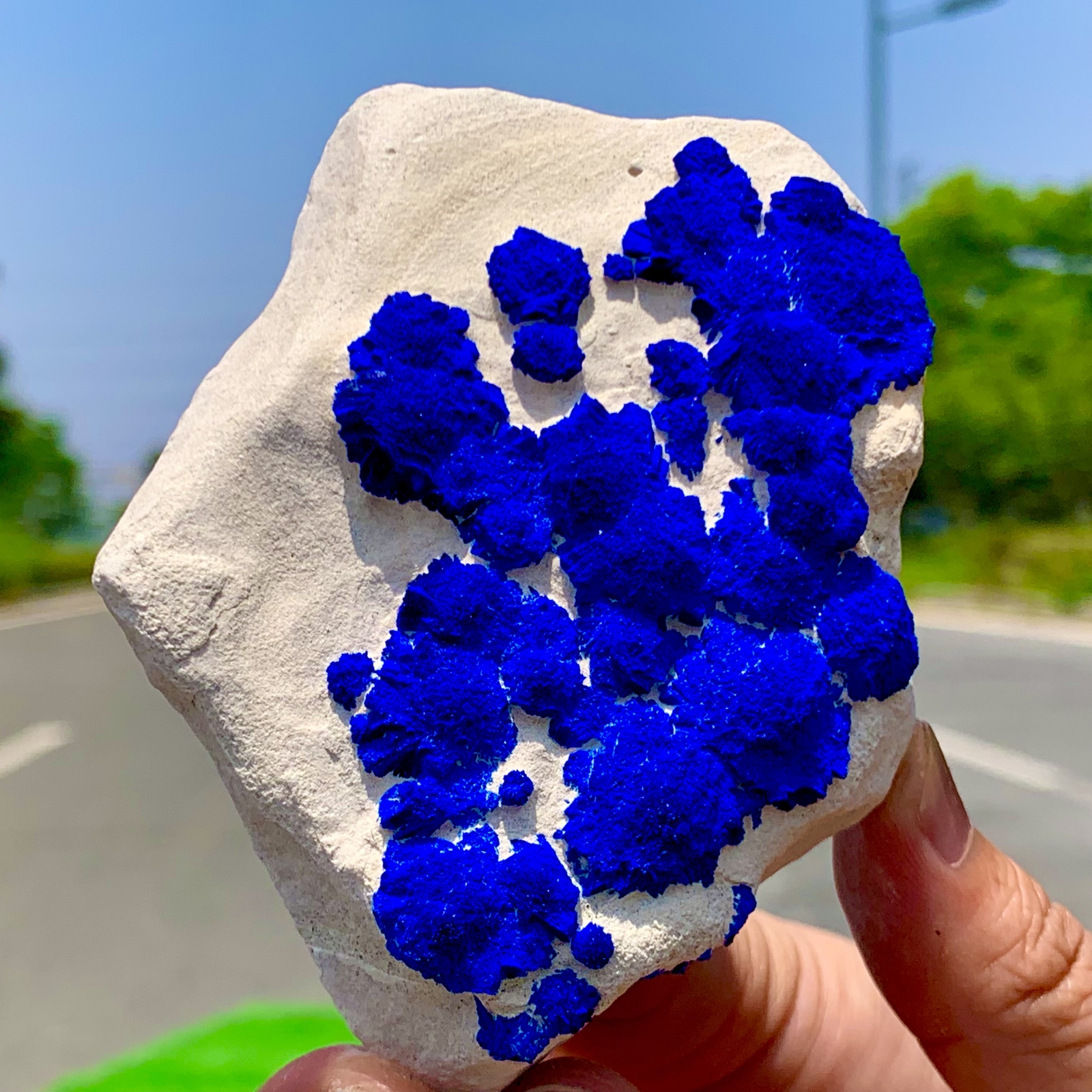 145GRare!Australia Klein blue azurite sunflower coexists on white kaolin bedrock