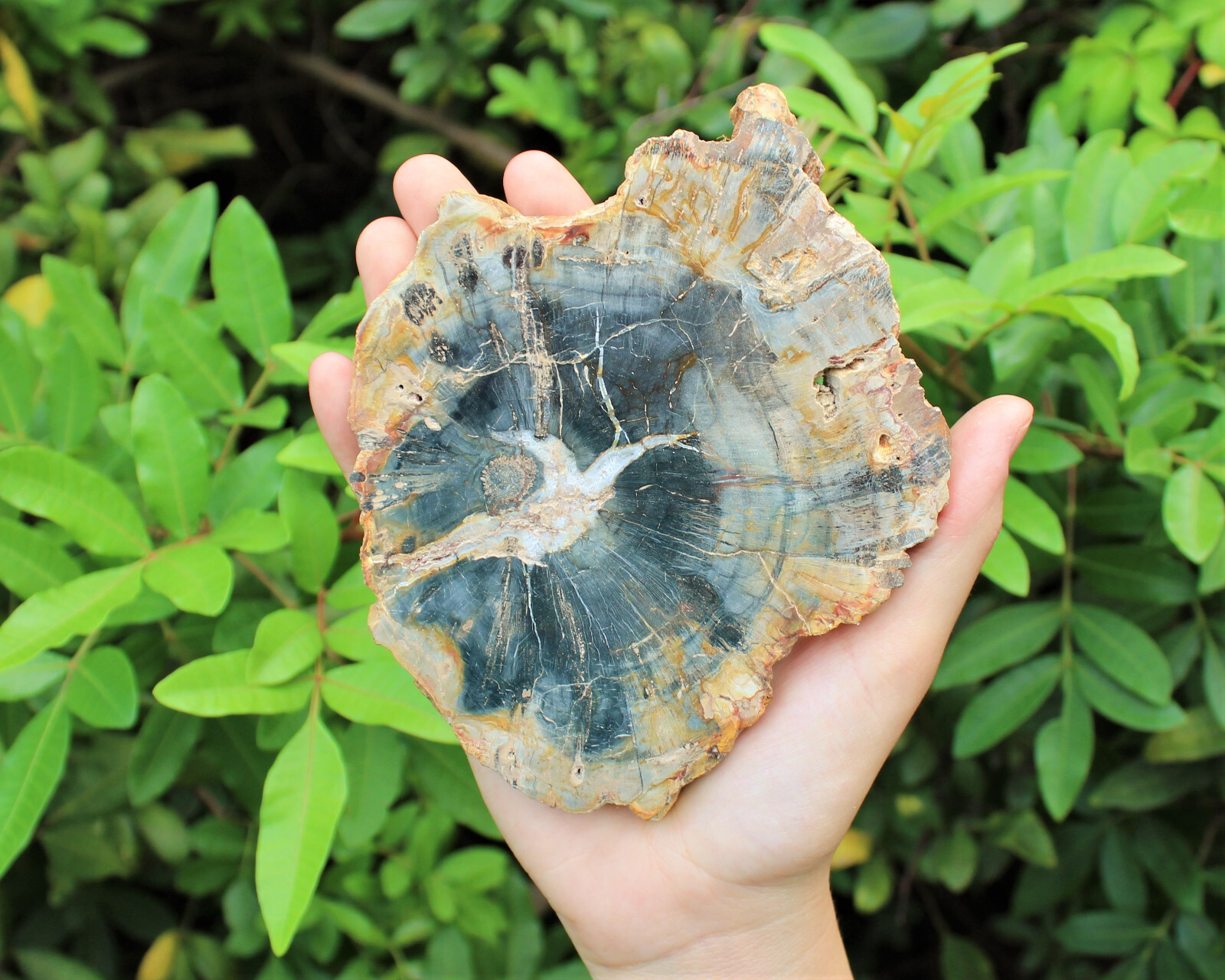 LARGE Petrified Wood Slabs 3.5 – 6″ (Fossilized Wood, Polished Petrified Wood)