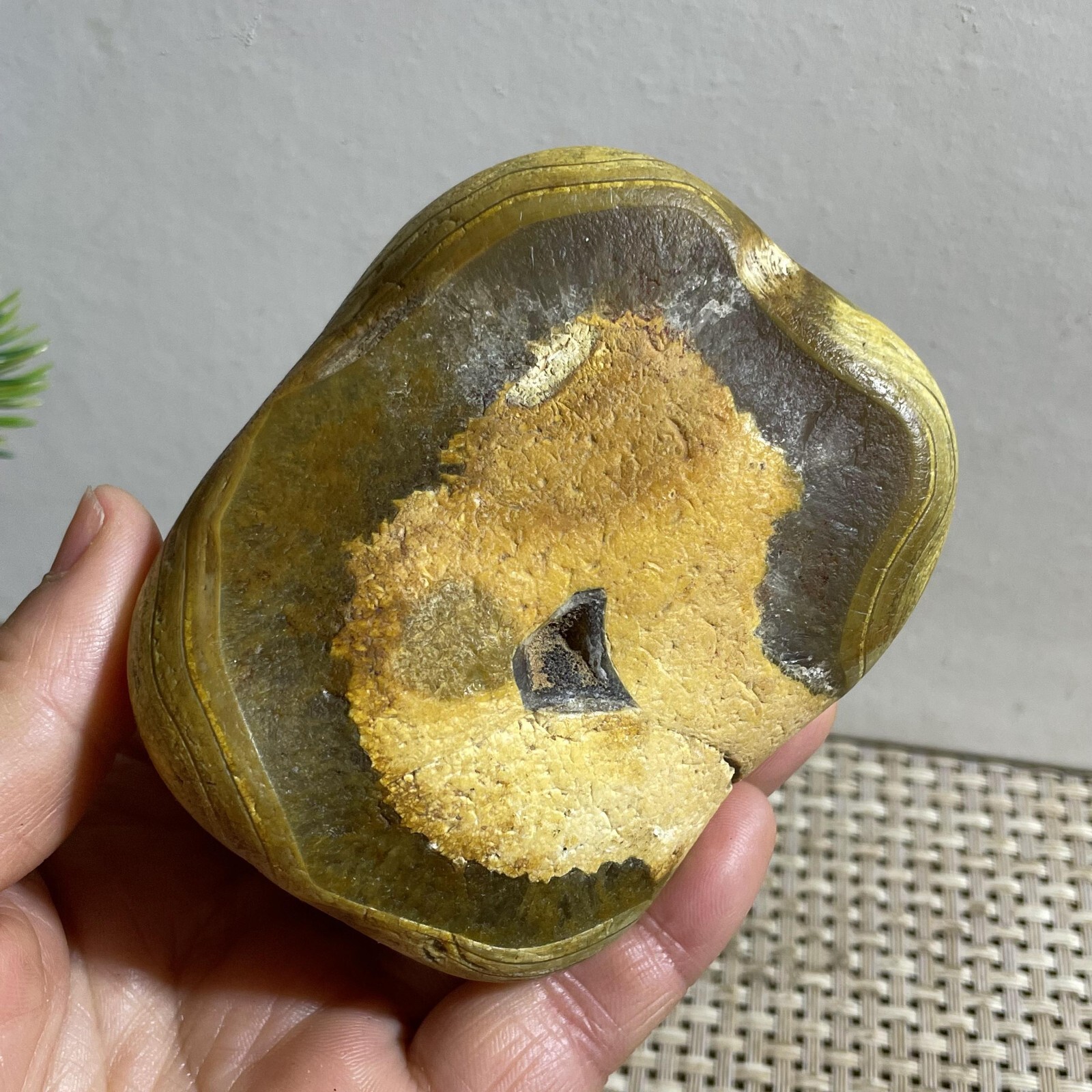352g Bonsai Suiseki- Gobi Agate Eyes Stone-Rare Stunning Viewing