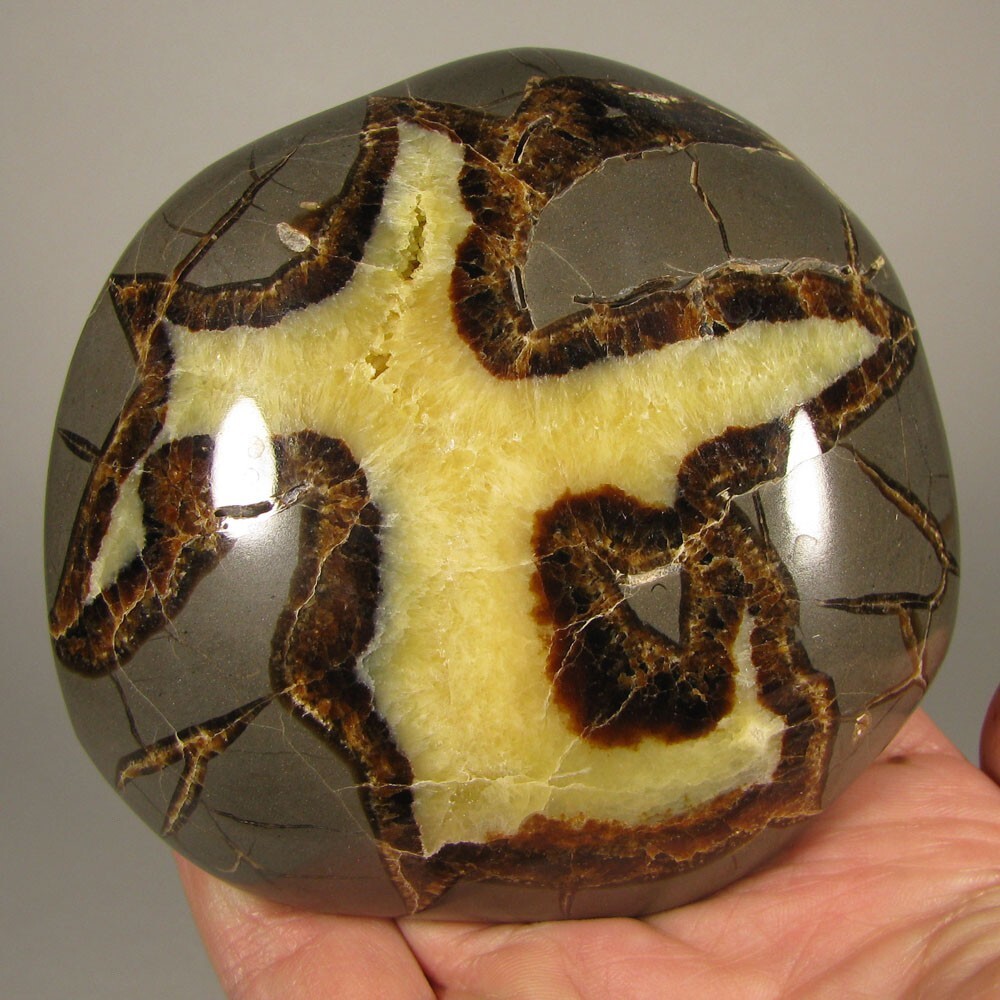 3.8″ SEPTARIAN Turtleback Polished Geode End Slab – Utah