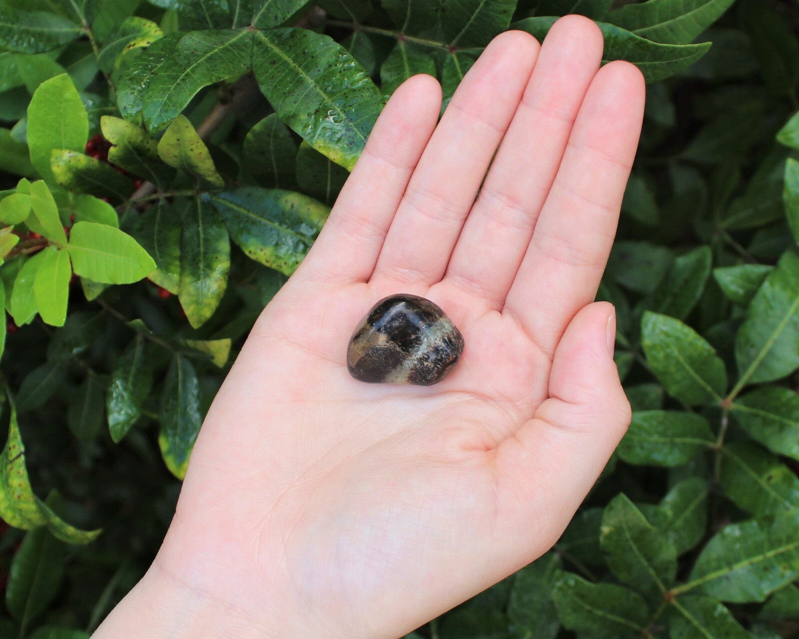 1 (One) Septarian Tumbled Stone (Septarien Crystal Reiki Chakra Gemstone Tumble)