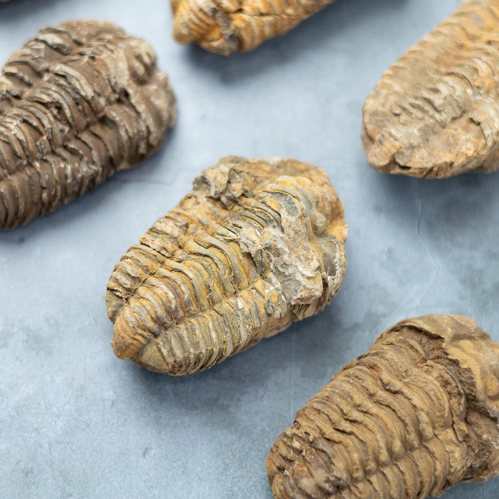 Trilobite Fossil Natural Ancient Specimen Prehistoric Marine Collector Gift