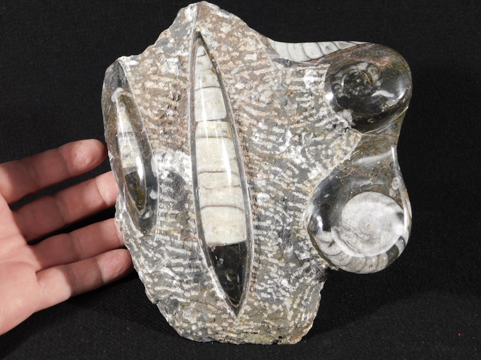 TWO! FREE Standing Polished Goniatites and TWO Orthoceras Fossils Morocco 1121gr