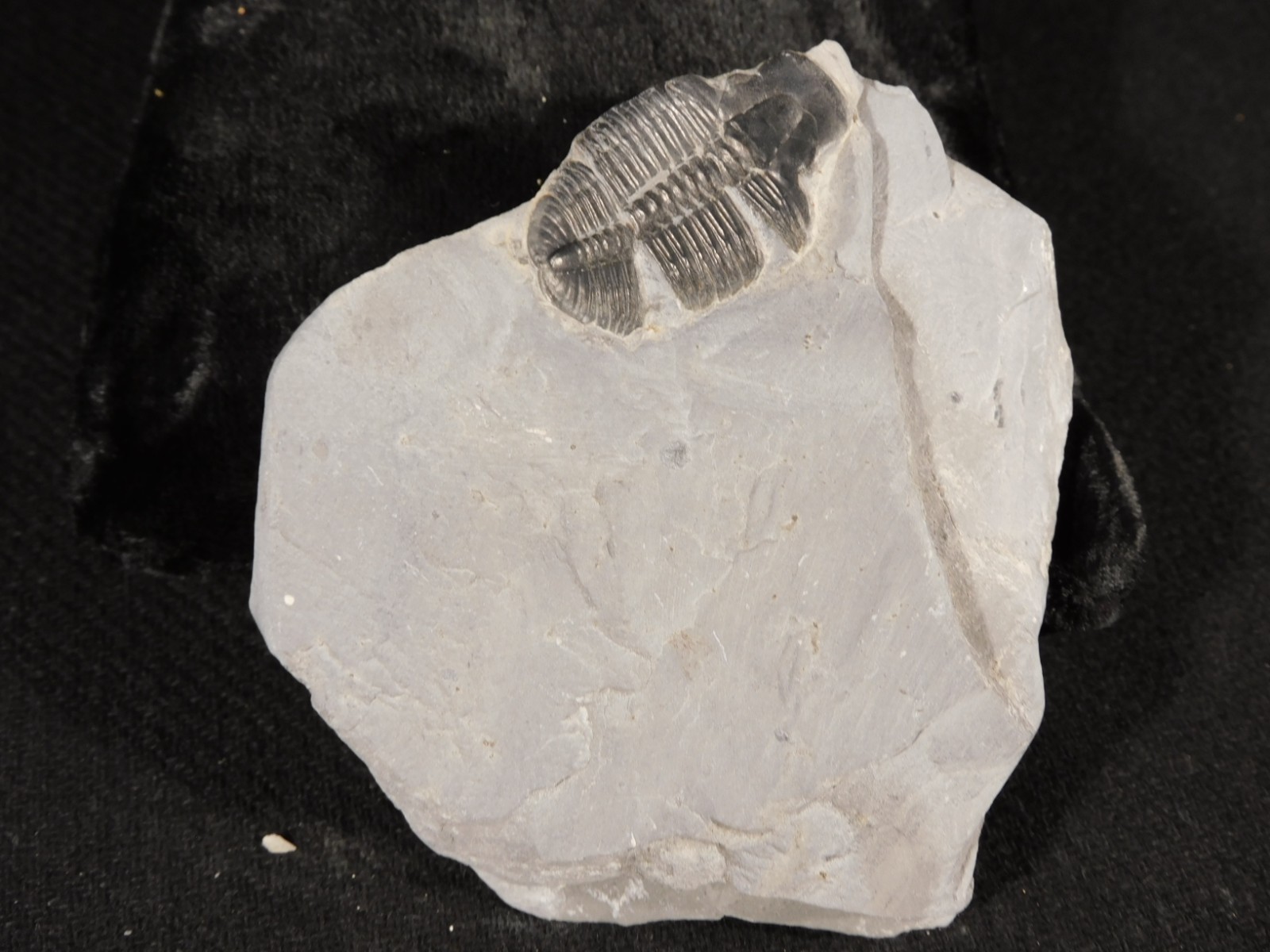 TRILOBITE Fossil with an Anomalocaris BITE! From Cambrian Utah 147 *C