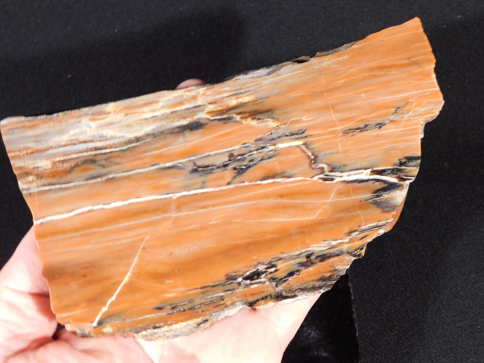 210 Million Year Old! Polished RAINBOW Petrified WOOD Fossil Slab Arizona 643gr