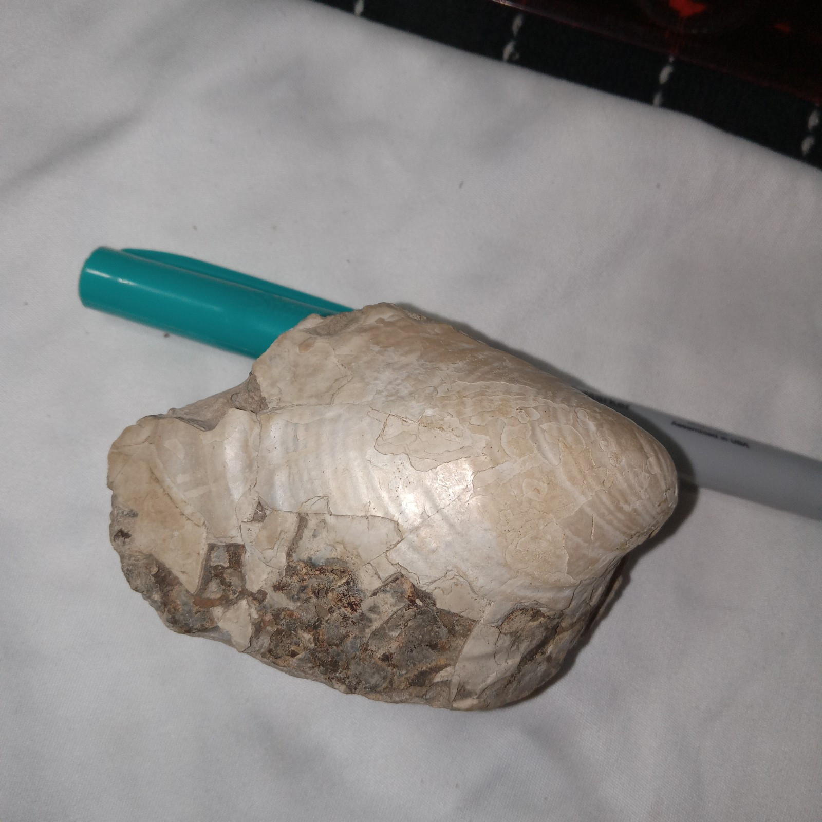 South Dakota Clam (Inoceramus) Fossil. 7.7oz. 3″×2″×1-7/8″