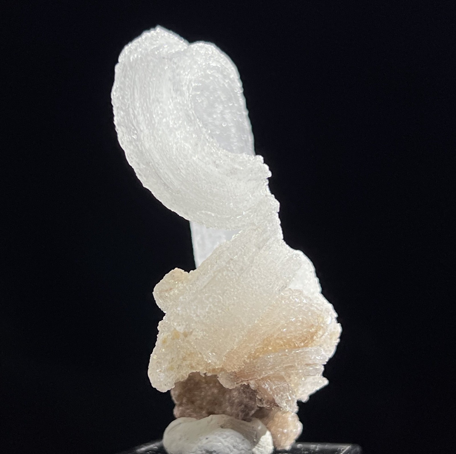 61mm 32g ‘Ram’s Horn’ shape Selenite (Gypsum), Natural Mineral Specimen