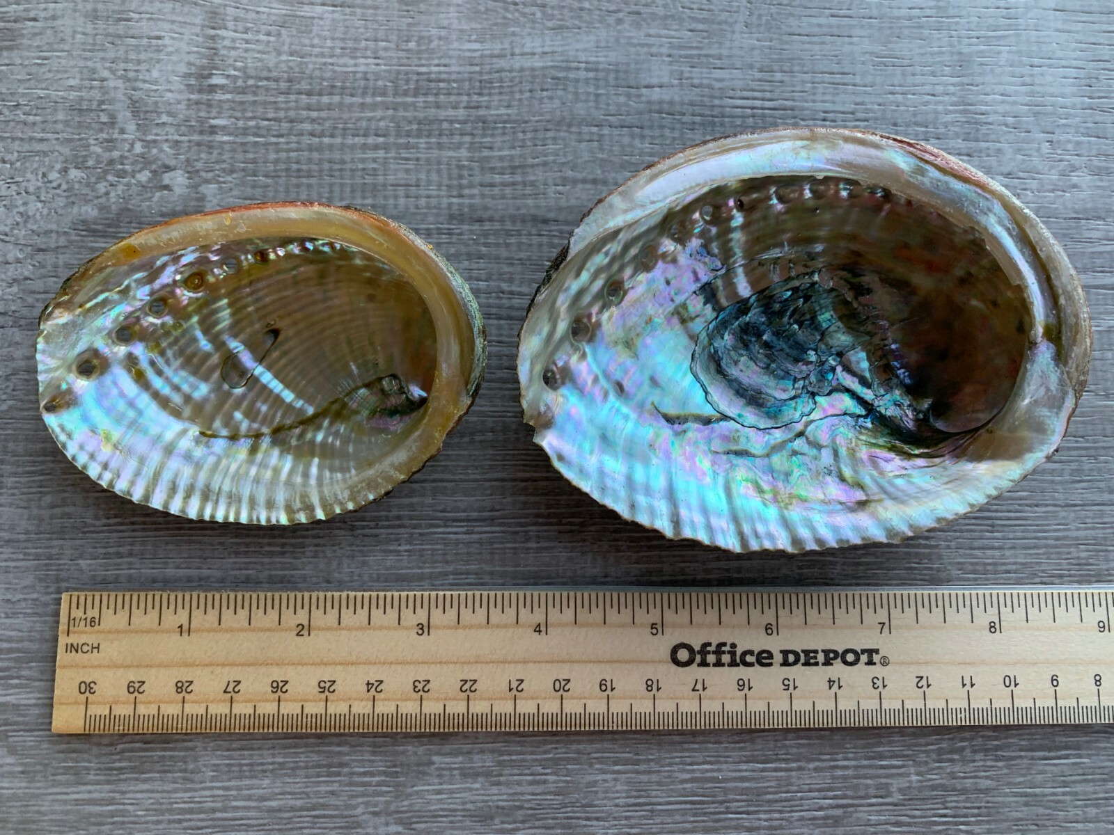 Abalone Shell, Seashell Incense Burner, Smudge Bowl / Holder, Pick a Size