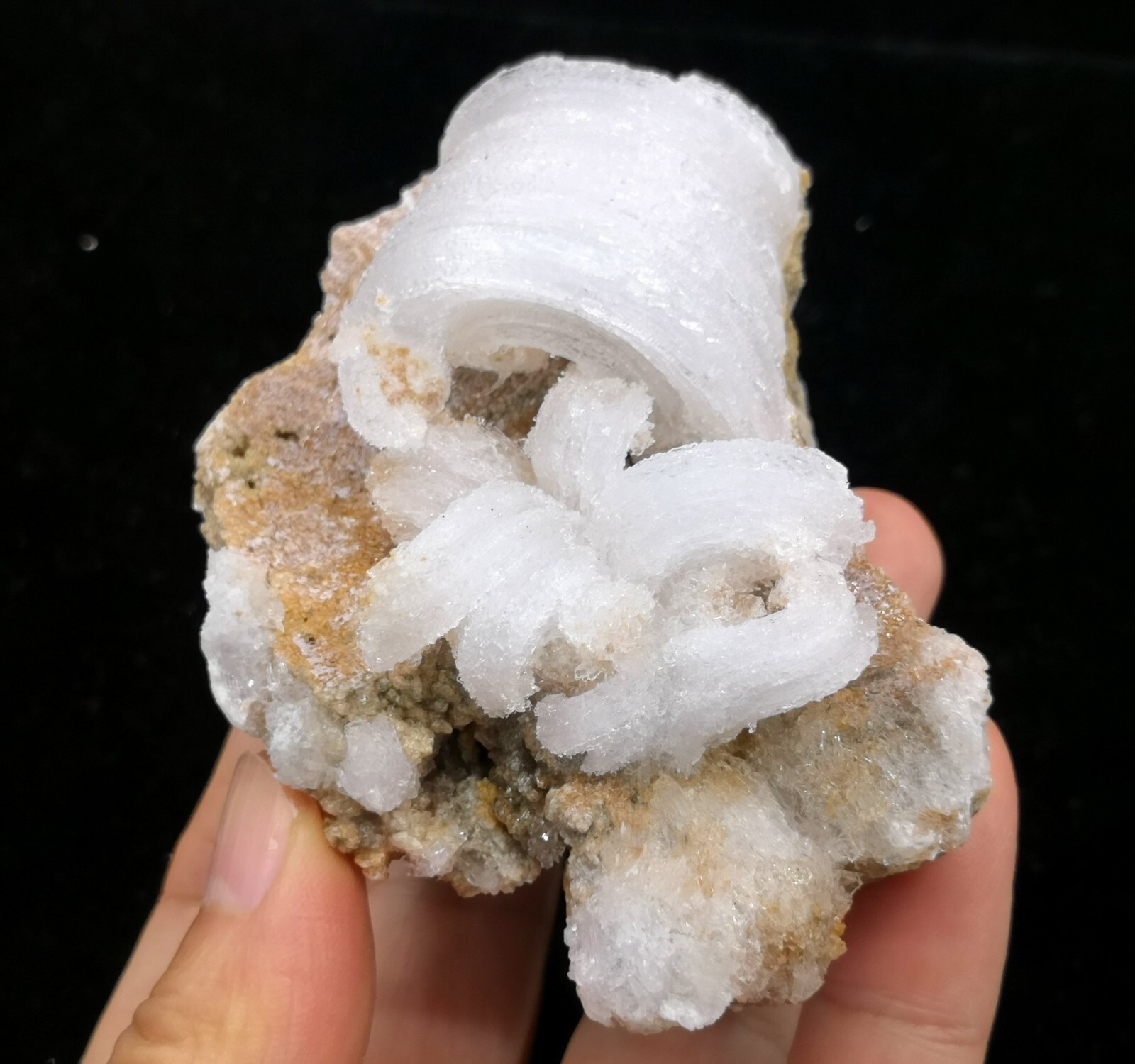 84mm ‘Ram’s Horn’ shape Selenite (Gypsum), Natural Mineral Specimen