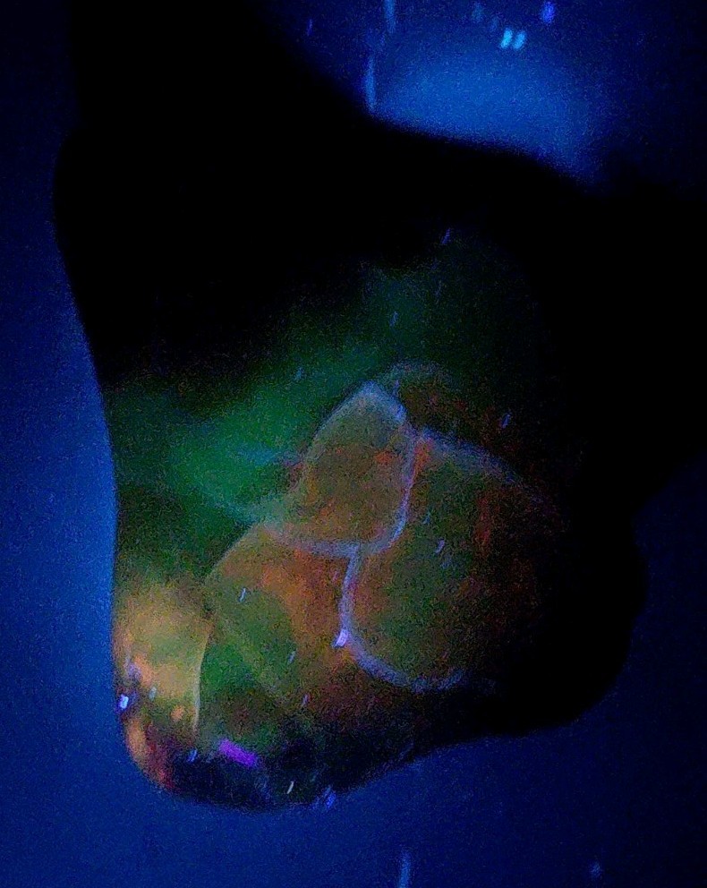 Polished Yellow Cat UV+ Agatized Petrified Wood Limb Cast Mineralization @ Depth