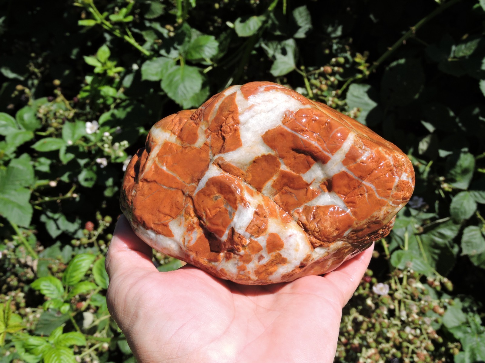 High Grade Whole OREGON Marbled Jasper Nodule (5Lb+) ORANGE Brecciated Jaspagate
