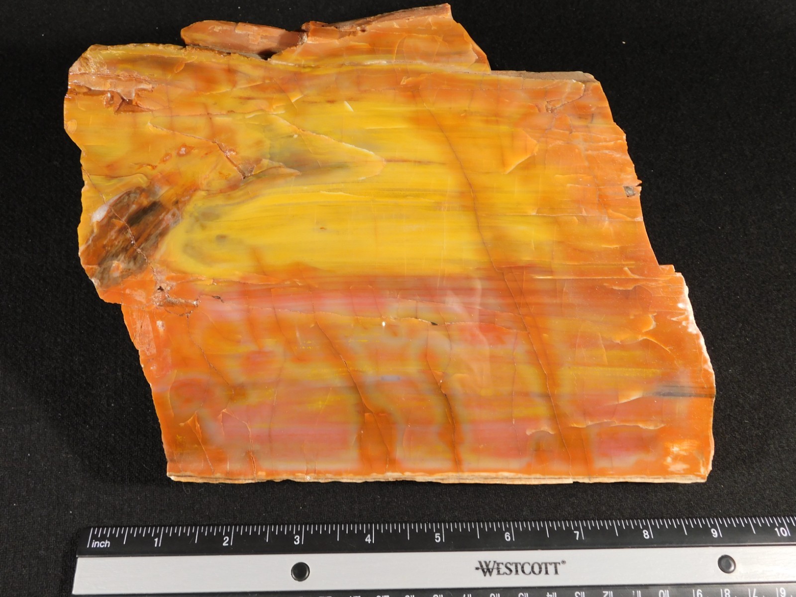 Nice BARK! Big Polished Petrified RAINBOW WOOD Fossil Arizona 2595gr