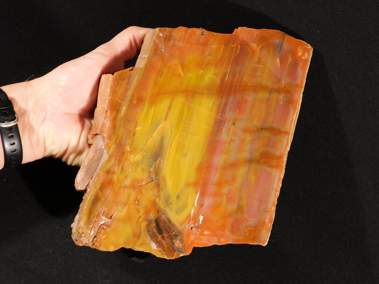 Nice BARK! Big Polished Petrified RAINBOW WOOD Fossil Arizona 2595gr