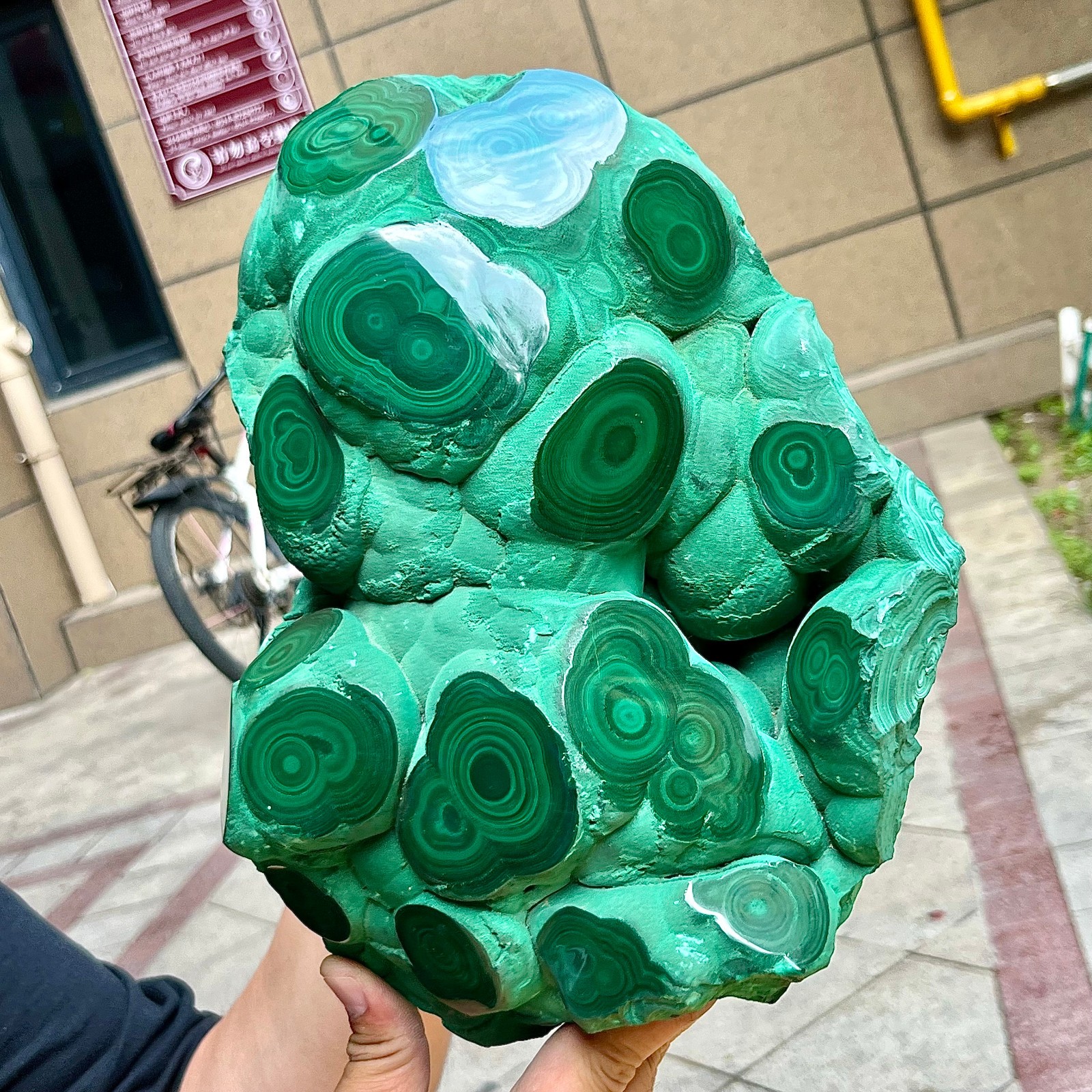 15.6 lb Congo Malachite Eye Pattern Partially Polished Freeform Raw Back Mineral