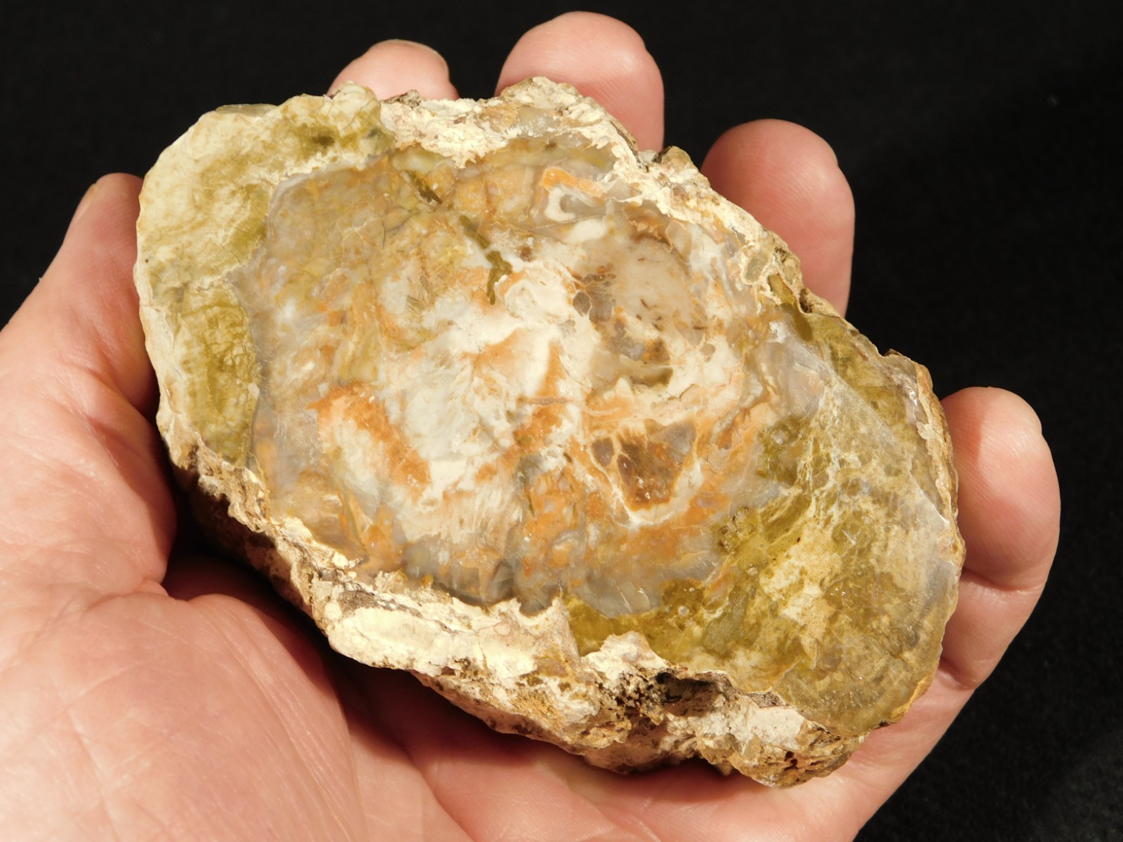 Nice BARK! 225 Million Year Old! Polished Petrified WOOD Fossil Madagascar 395gr
