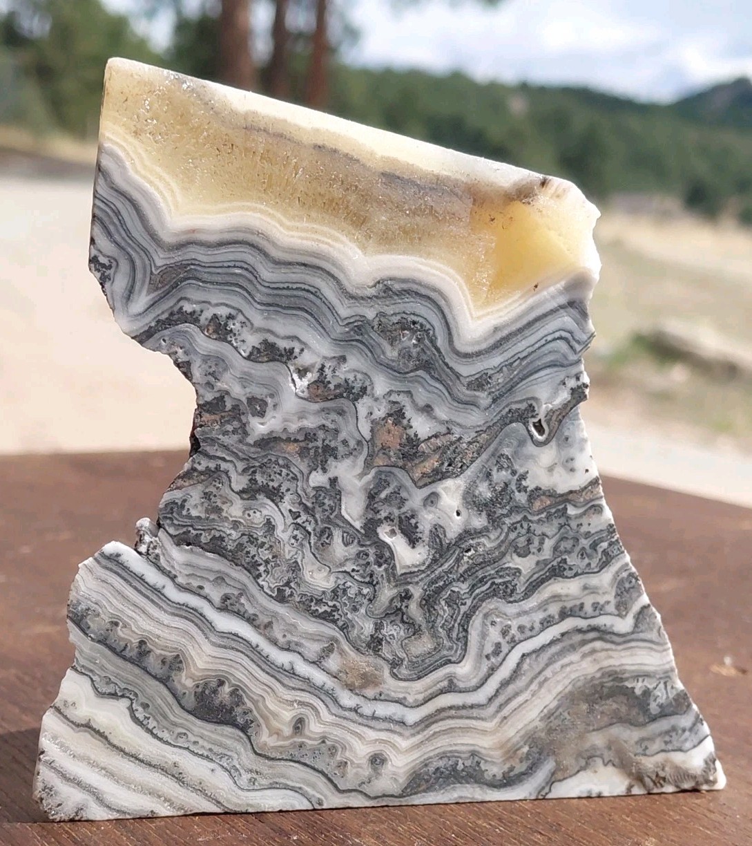 Zebra Calcite Self-Standing Display Band Dendrite 3 3/4×4×1 1/4UVReactive 1/2 Lb