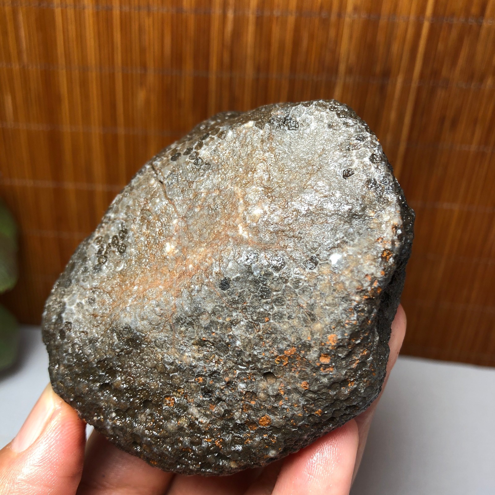 73mm Rare Rugose Coral Slab original Actinocyathus Morocco 291g AA9419