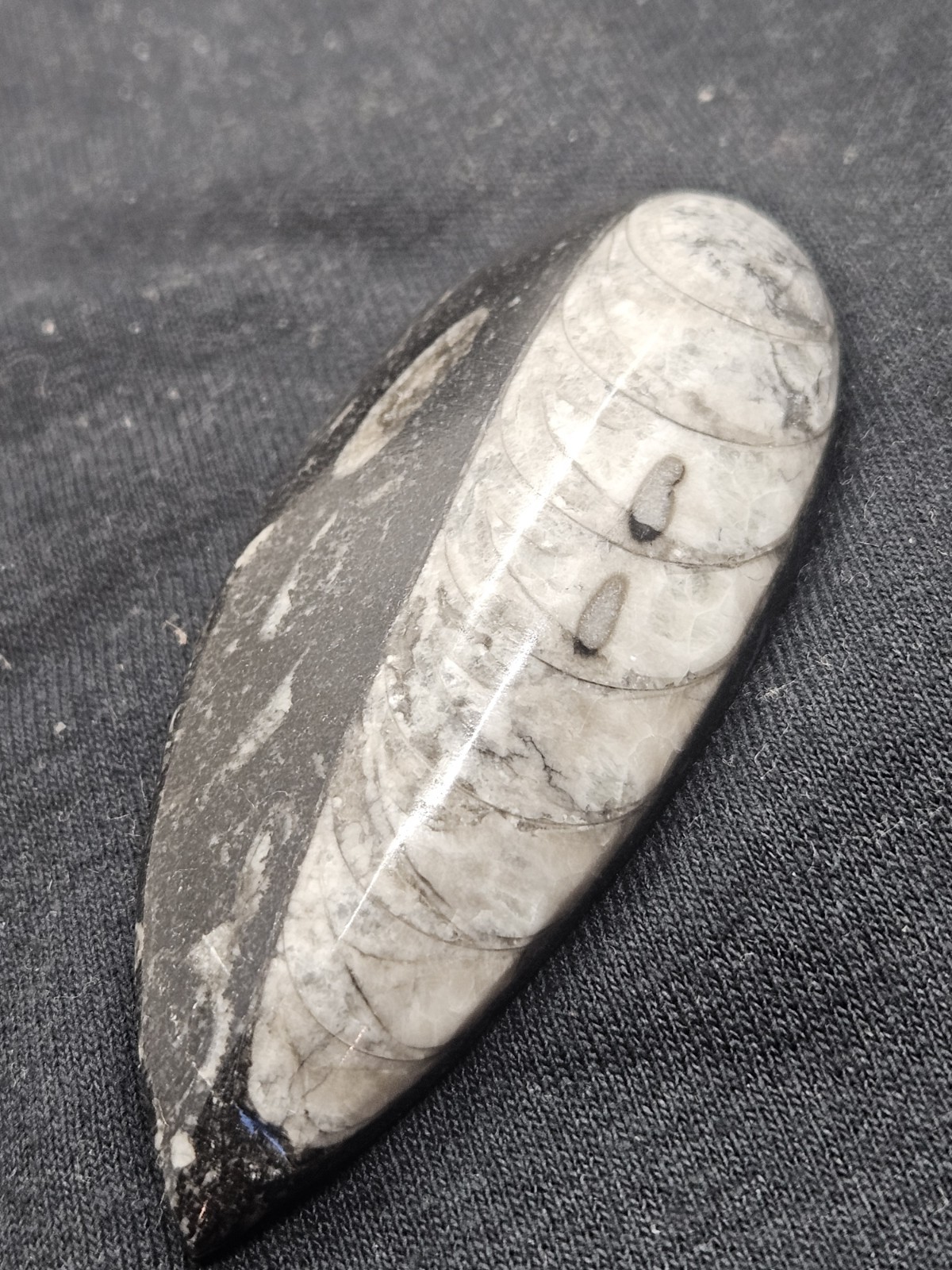 Polished Orthoceras Fossil Palm Stone – Morocco – Devonian Era Cephalopod
