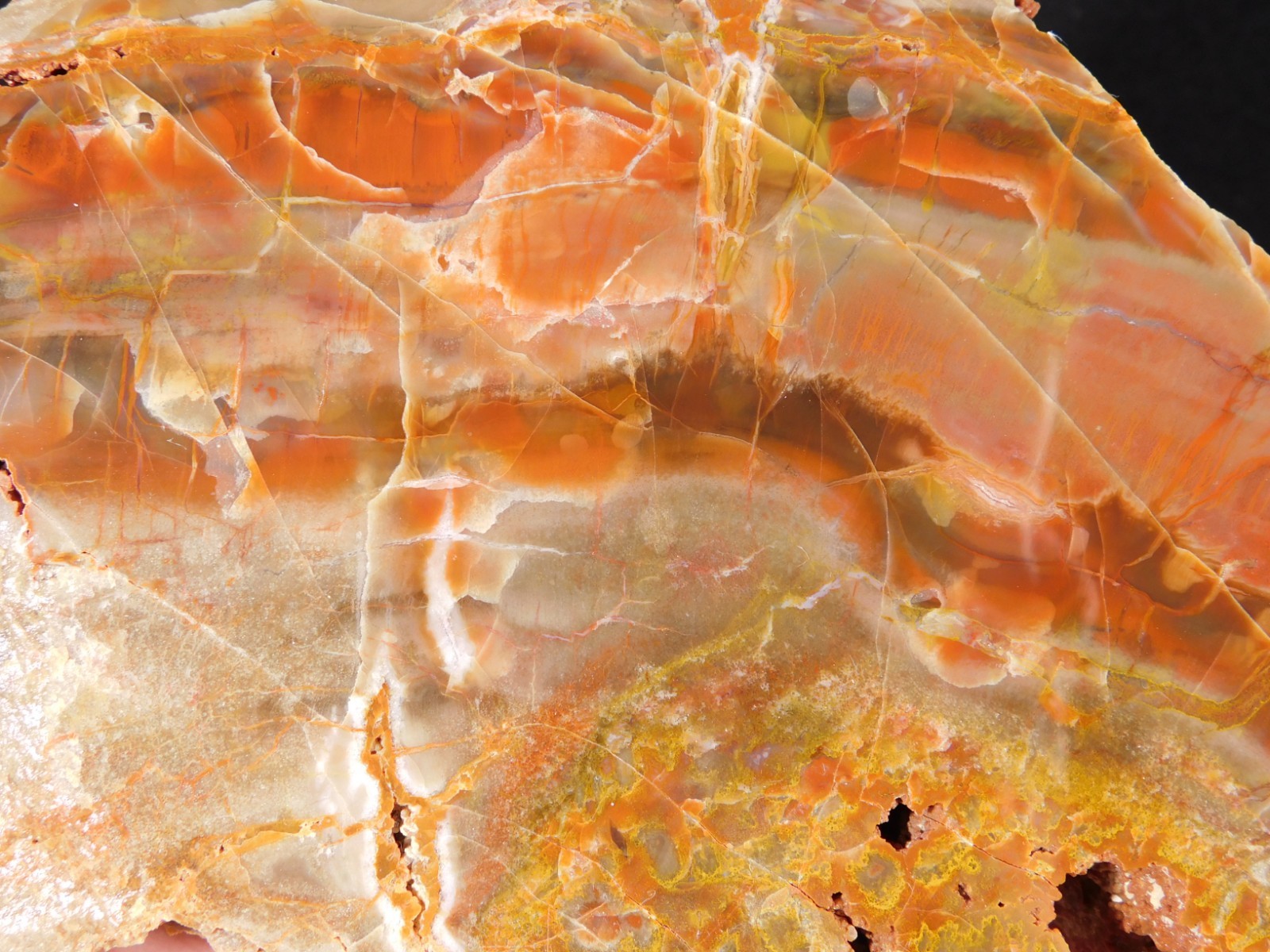 Larger! Colorful Polished Petrified WOOD RAINBOW Fossil Slab Arizona 1135gr