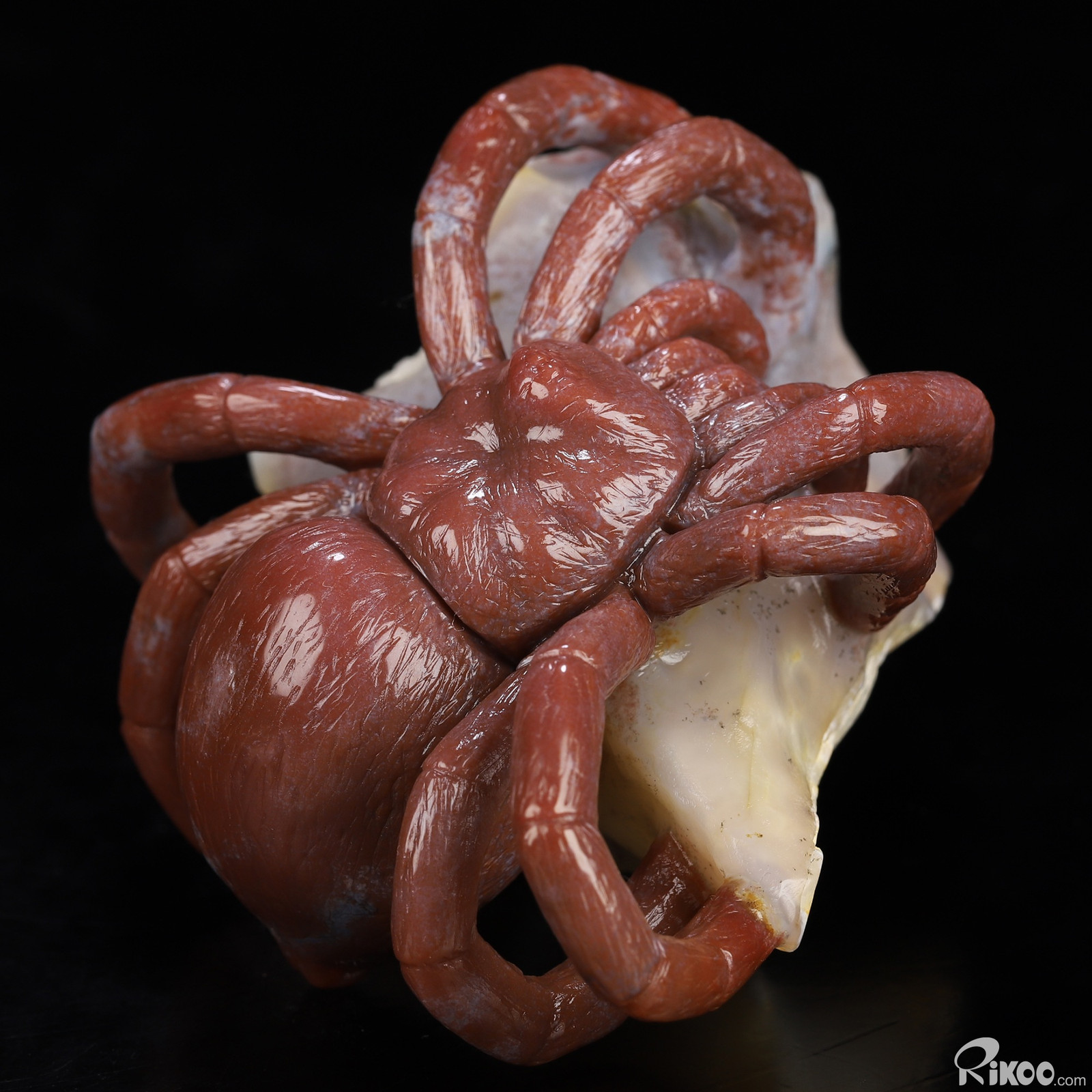4.1″ Indian Agate Hand Carved Crystal Spider Sculpture, Crystal Healing
