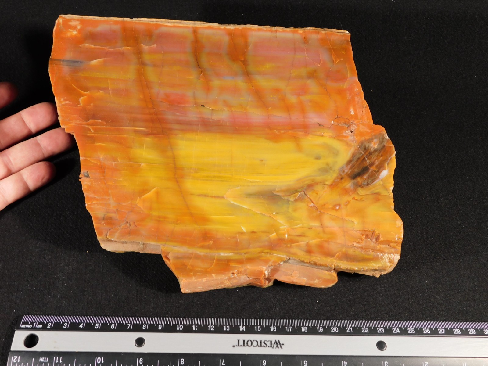 Nice BARK! Big Polished Petrified RAINBOW WOOD Fossil Arizona 2595gr