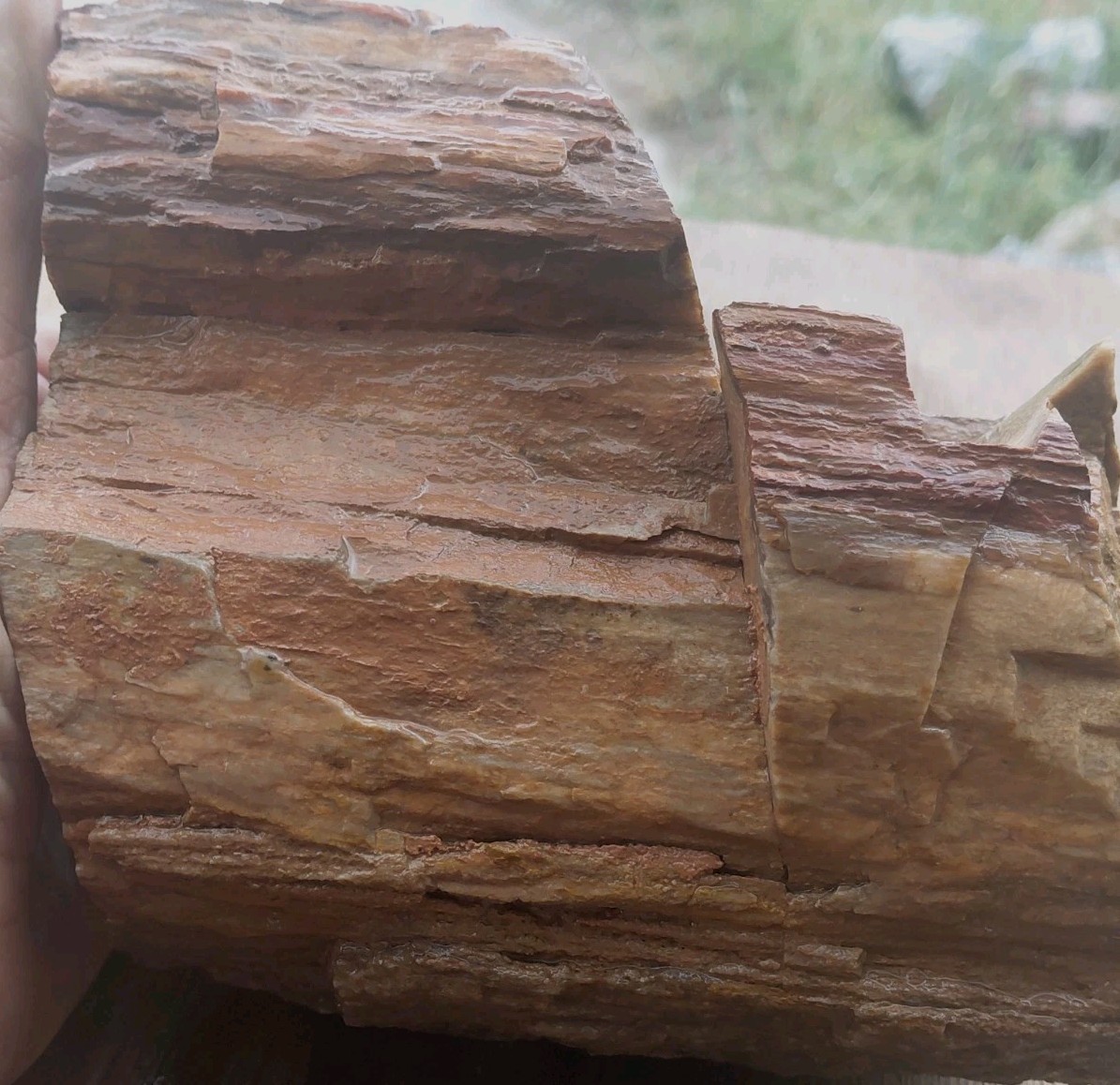 Petrified Wood 4lbs 9.5oz Limb Quartz Replaced Bark UV+ Henry Mountains UT Displ