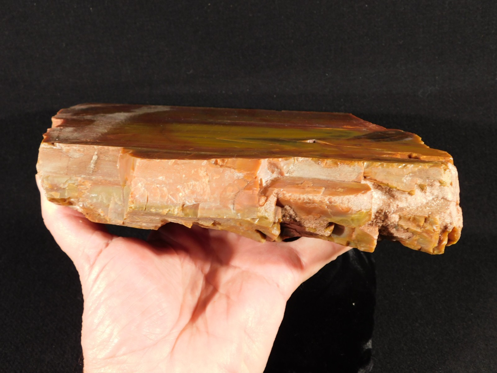 Nice BARK! Big Polished Petrified RAINBOW WOOD Fossil Arizona 2595gr