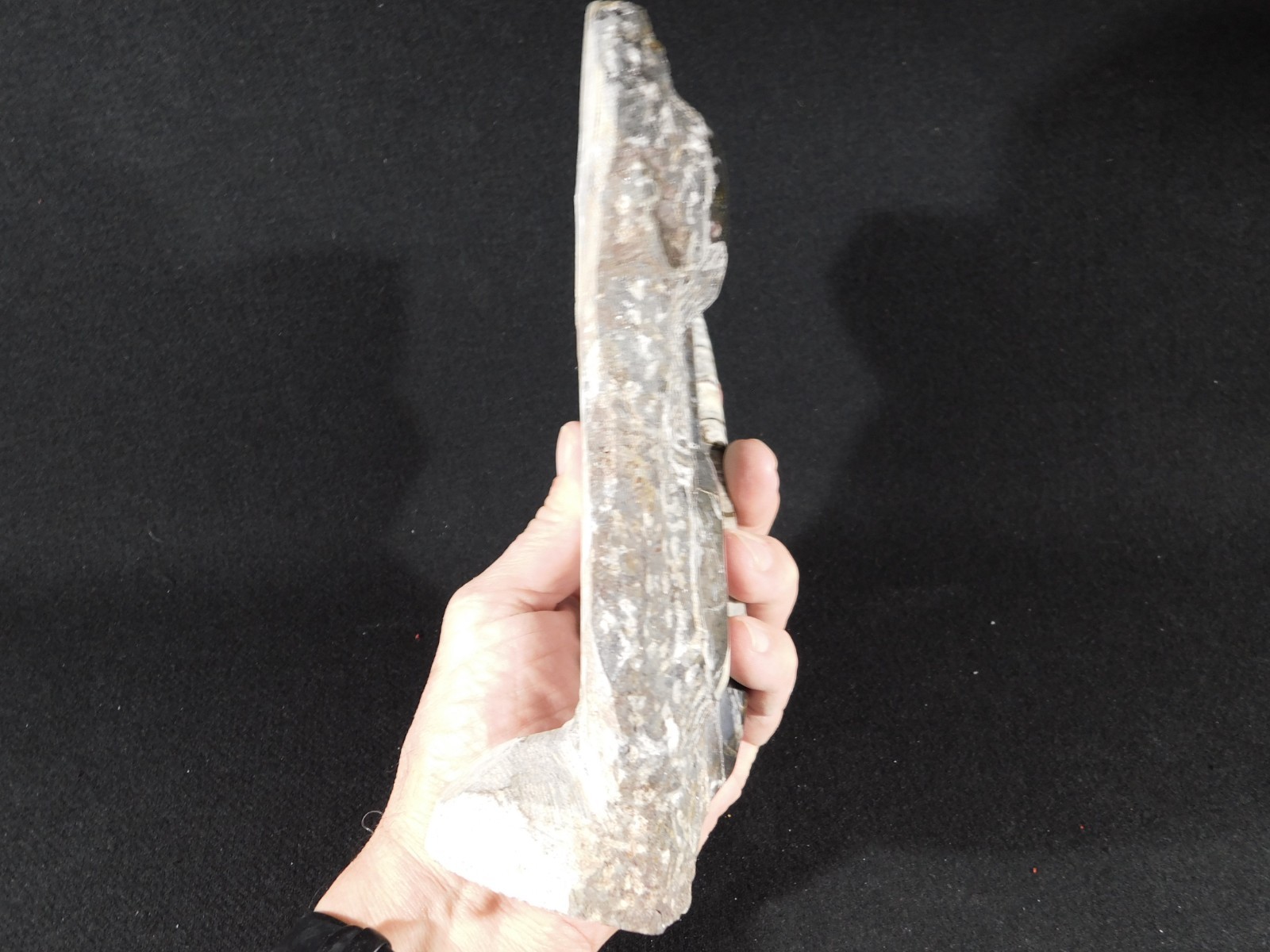 TWO! FREE Standing Polished Goniatite Fossils and an Orthoceras Morocco 1838gr