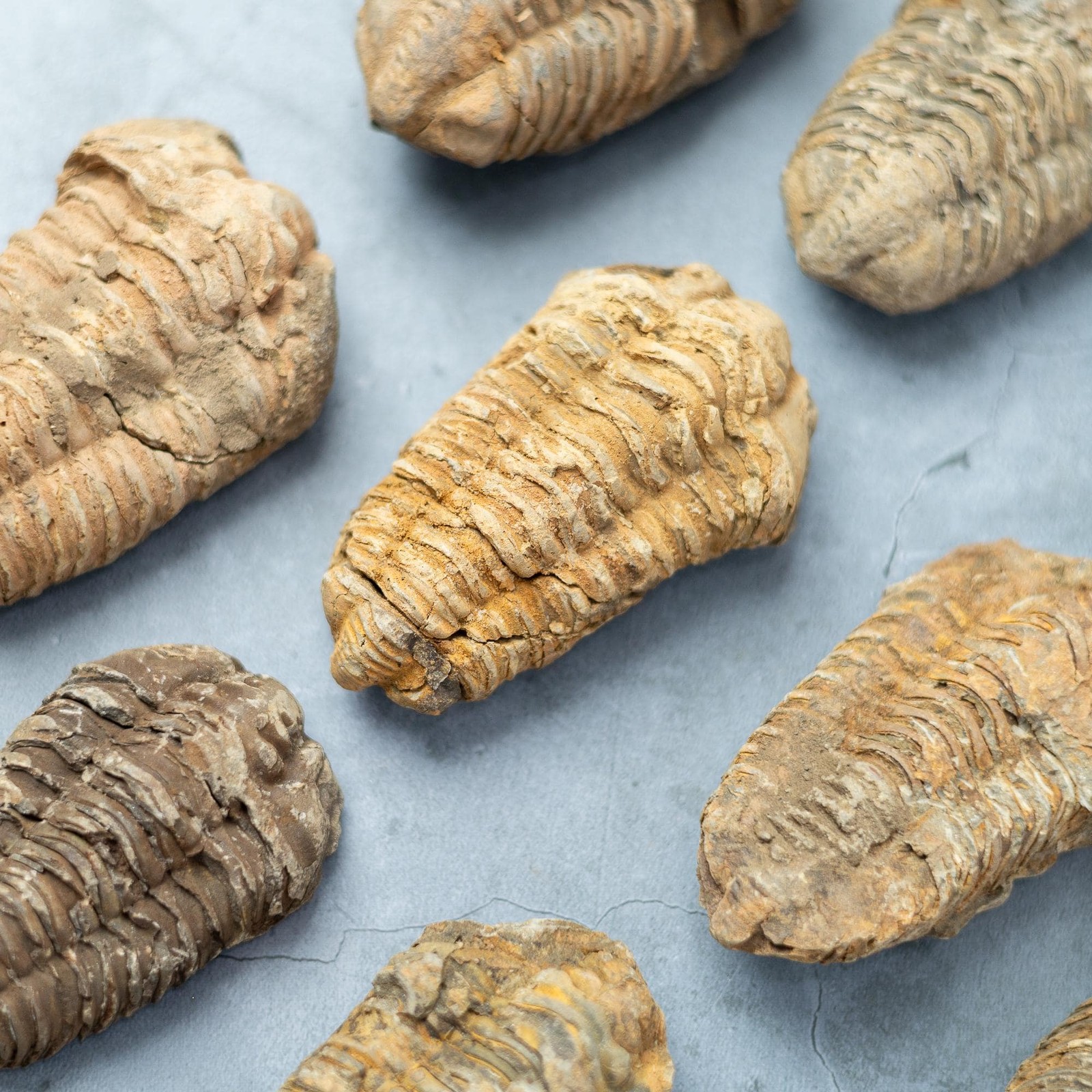 Trilobite Fossil Natural Ancient Specimen Prehistoric Marine Collector Gift