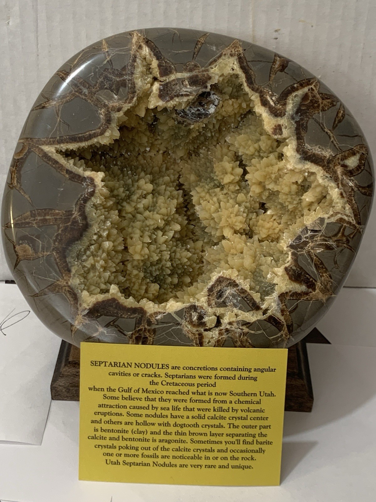 Septarian Nodule Dragon Stone Hollow Half ( Utah) Description Card, And Stand