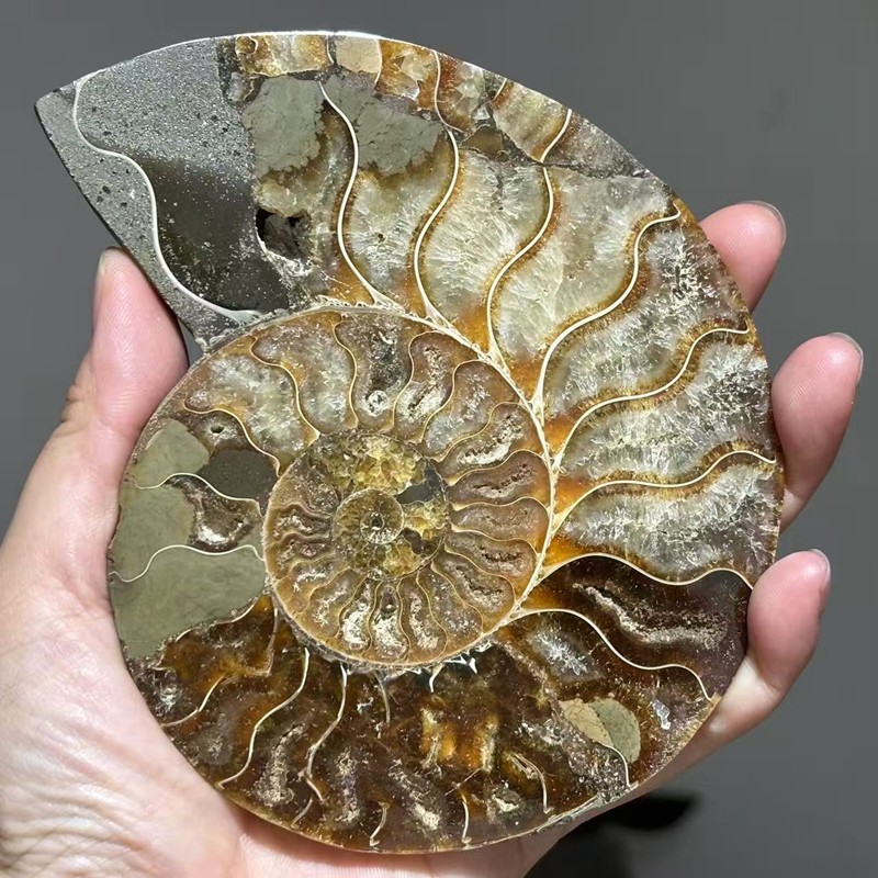top! Natural ammonite fossil conch Crystal specimen healing+stand 1PC 200g+
