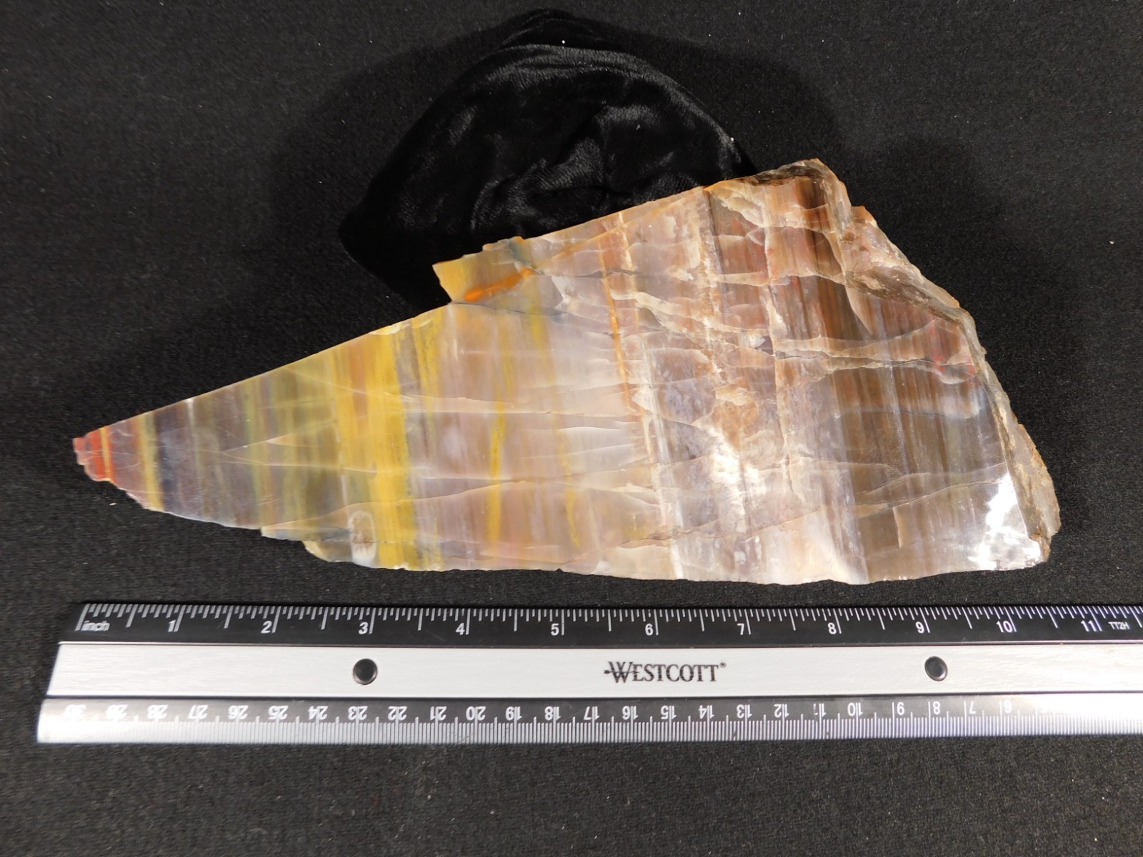 Larger 210 Million Year Old! Polished Petrified WOOD Fossil Slab Arizona 925gr