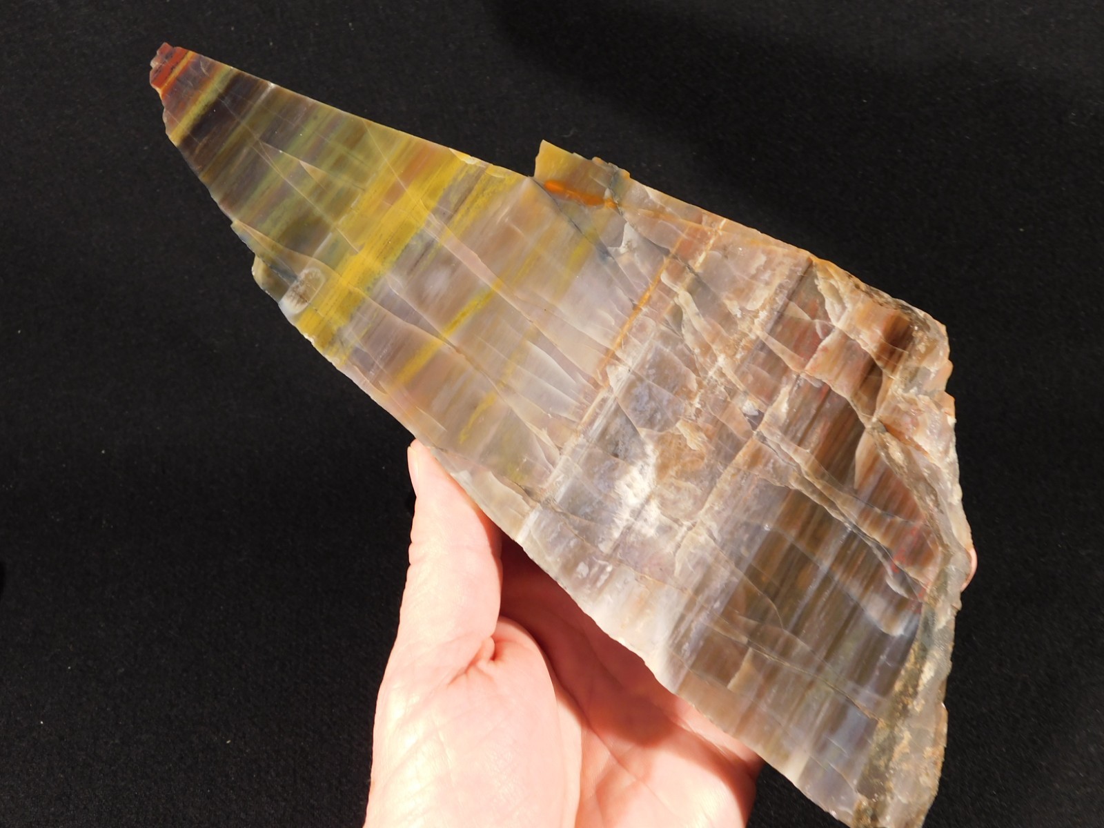 Larger 210 Million Year Old! Polished Petrified WOOD Fossil Slab Arizona 925gr