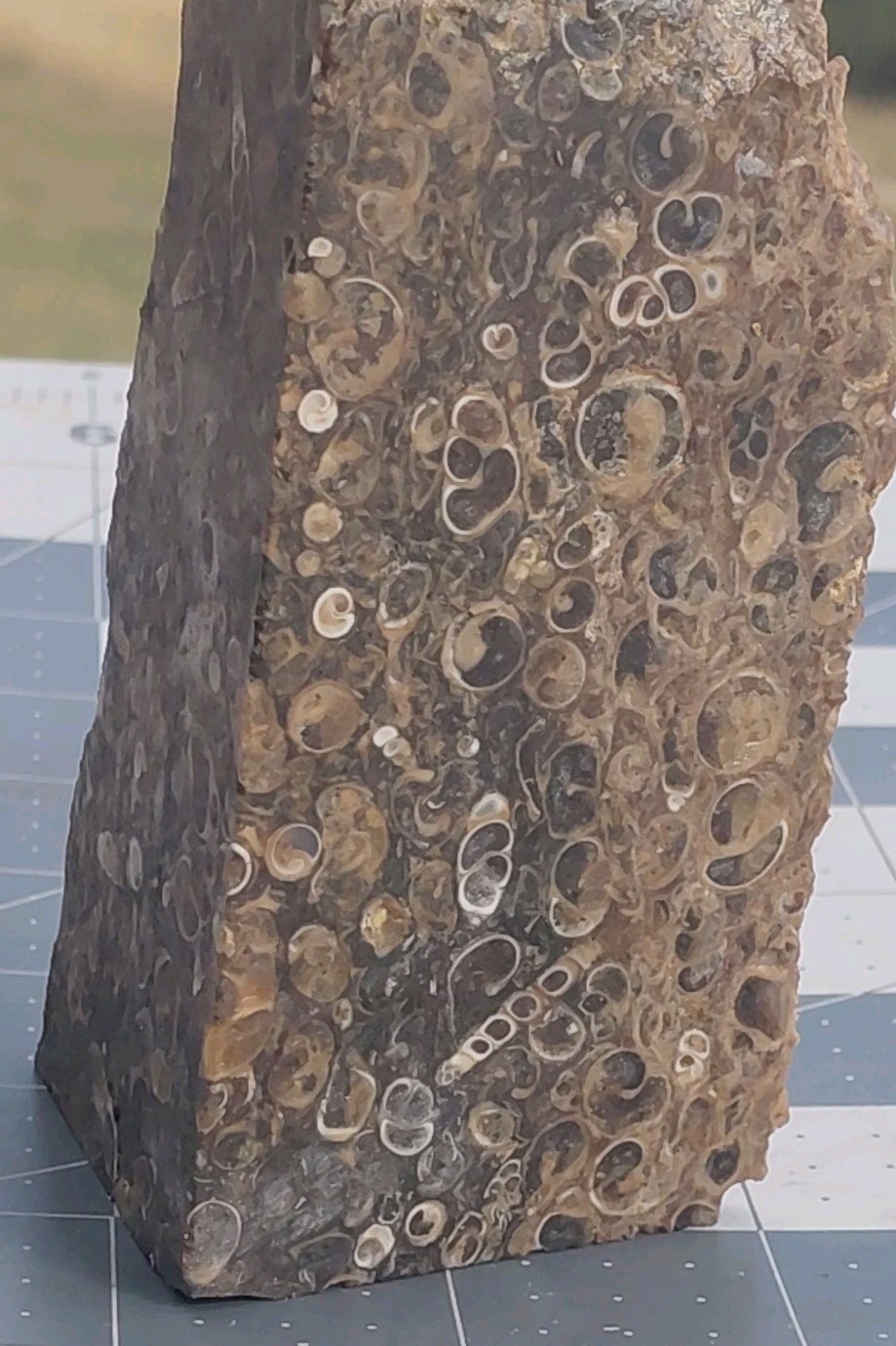 1 lb Turritella Agate Cross Section Snail Fossils Slabbed 4 Sides 5 3/4″ Wyoming