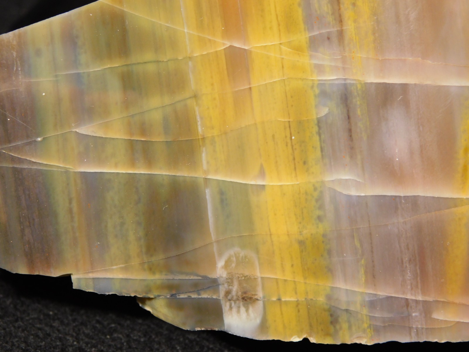 Larger 210 Million Year Old! Polished Petrified WOOD Fossil Slab Arizona 925gr