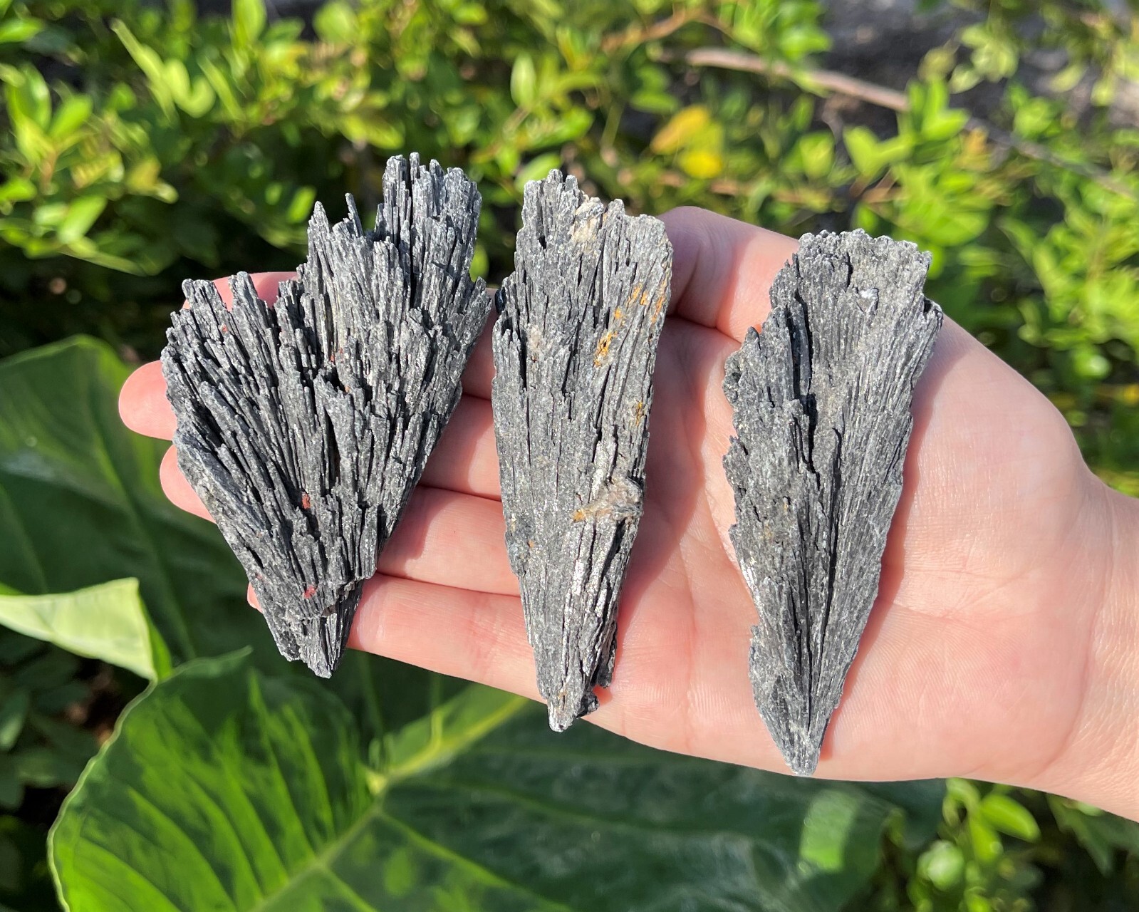 Black Kyanite Blades: Premium Quality Chunky Natural Rough Kyanite Flat Box