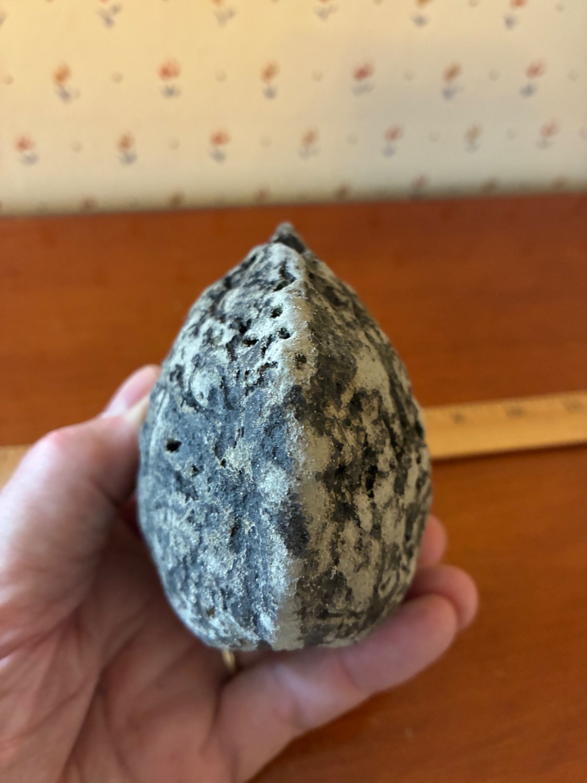 Giant Fossilized Clam Venice Beach Florida Scuba Dive Find 1-1/2 Pounds Fossil
