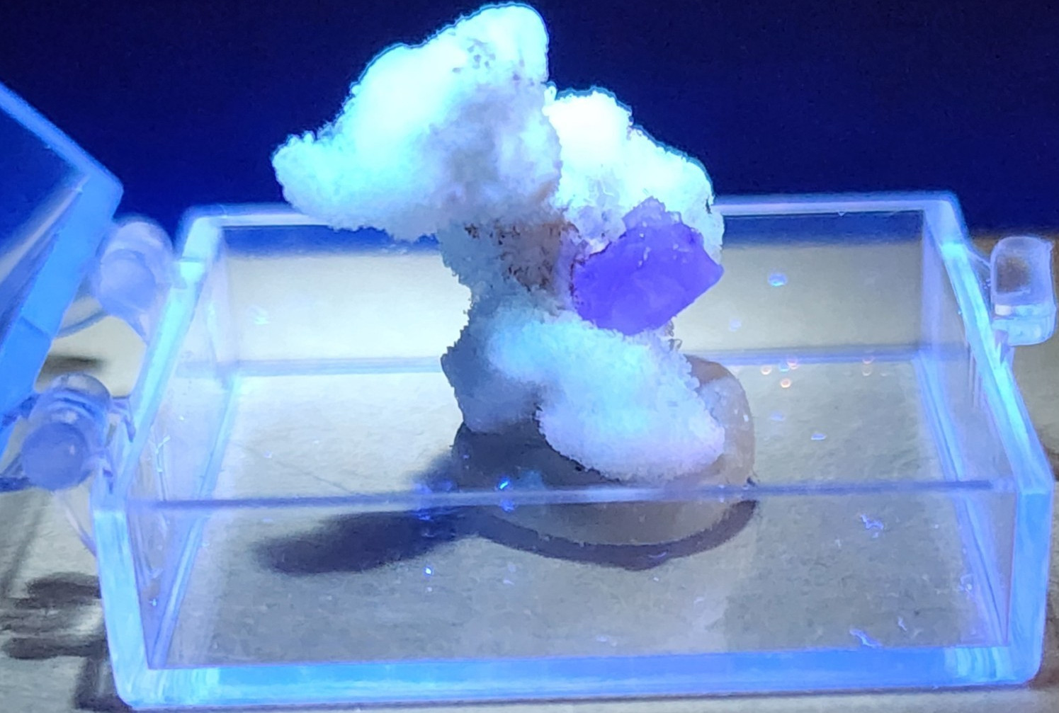 🌟ULTRA-REACTIVE LILAC CREEDITE FLOWER – Qinglong Mine, China🌟