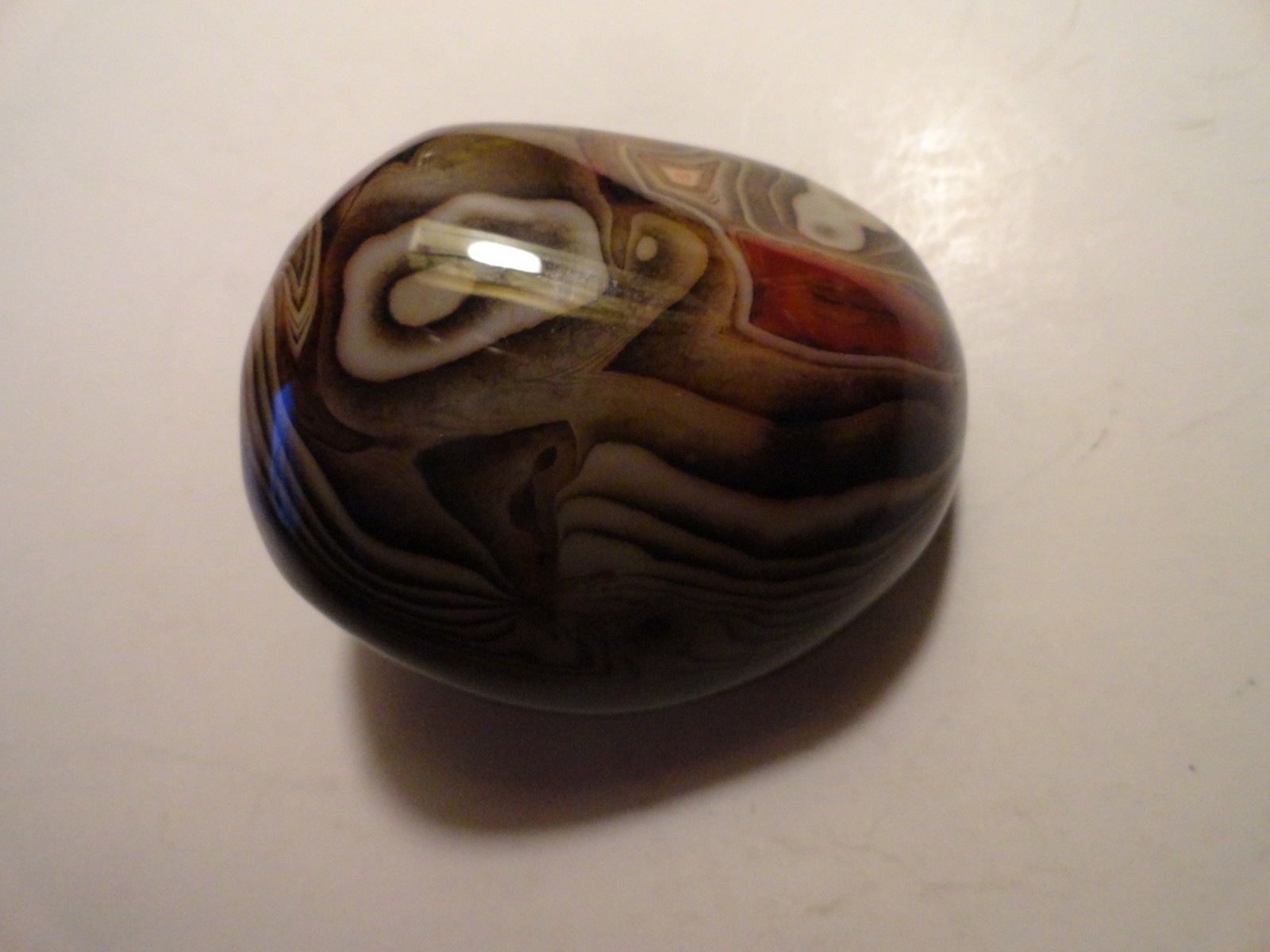 Polished Palm Stone lot