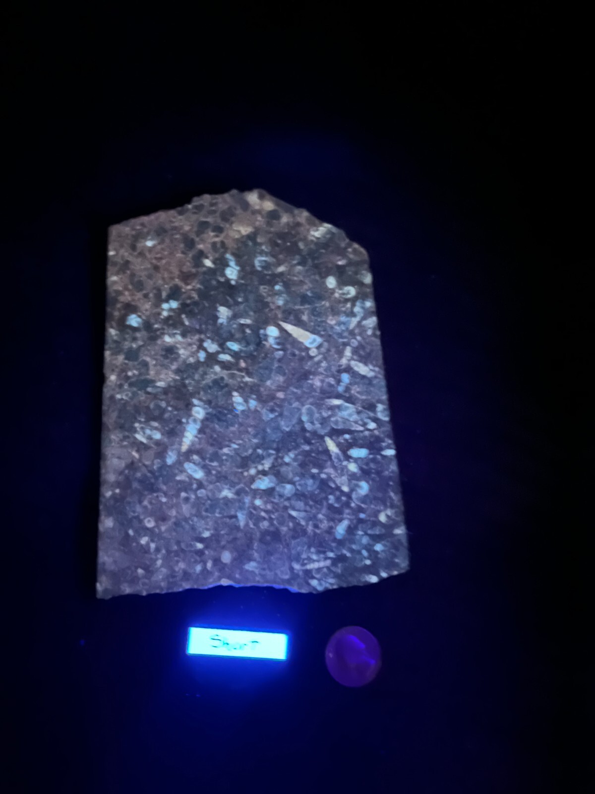6-1/2″ x 5-1/8″ x 3/16″ Turritella Agate Display or Cabbing Fluorescent rough